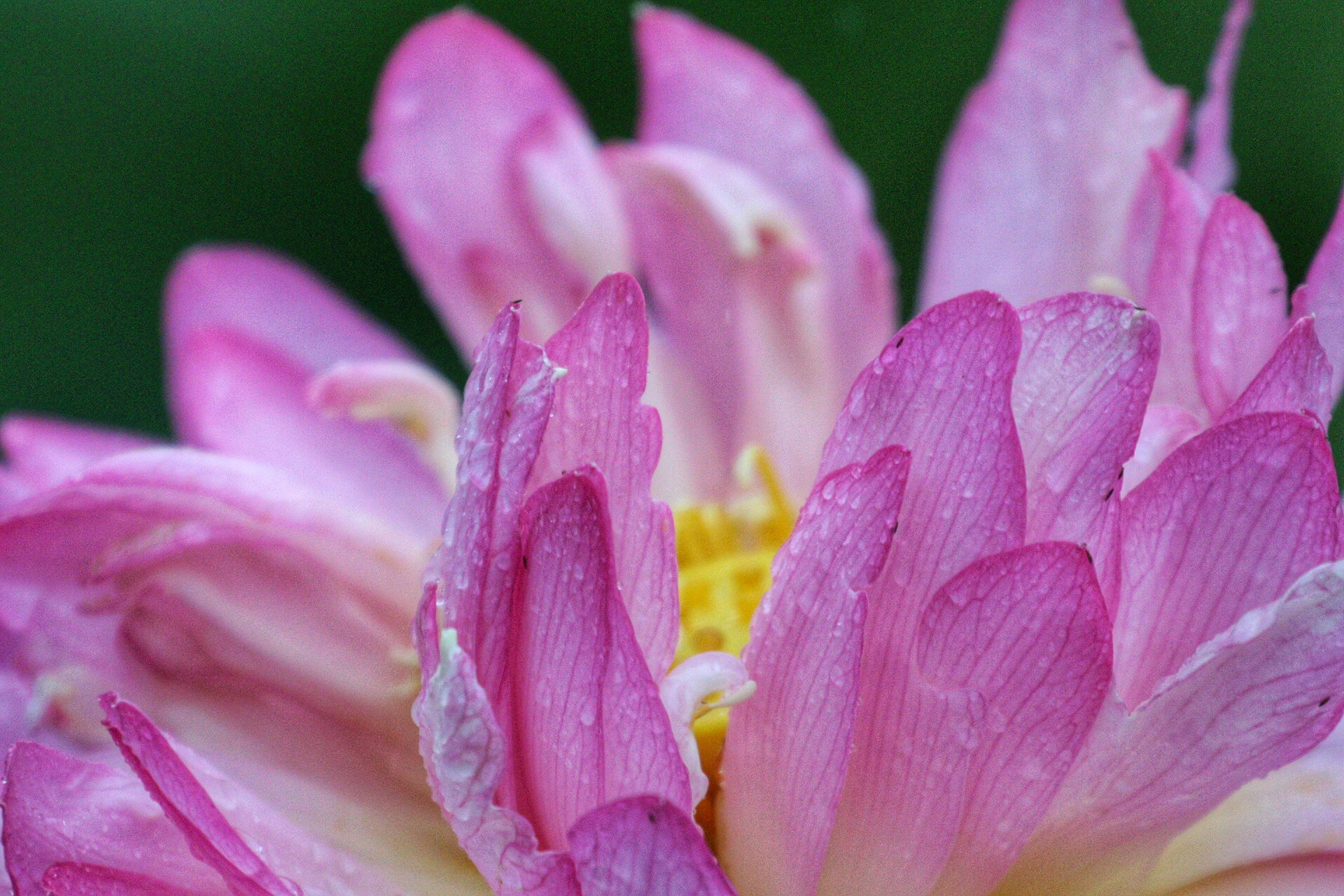 Canon EF 70-200mm F4L USM sample photo