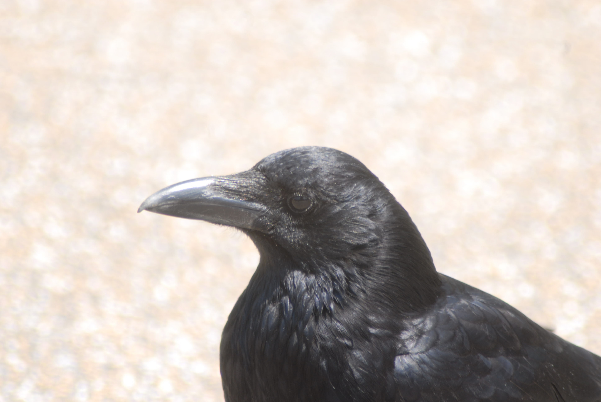 Nikon D200 + AF Zoom-Nikkor 70-300mm f/4-5.6D ED sample photo. Carrion crow photography