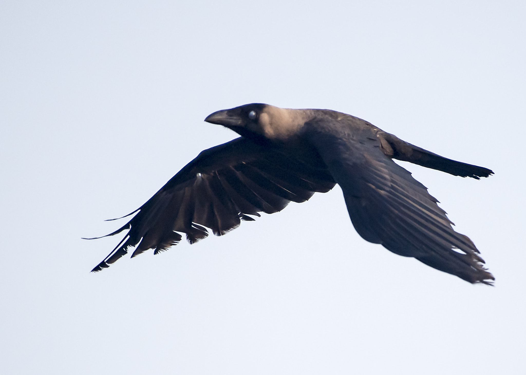 Nikon AF-S Nikkor 200-500mm F5.6E ED VR sample photo. The crow photography