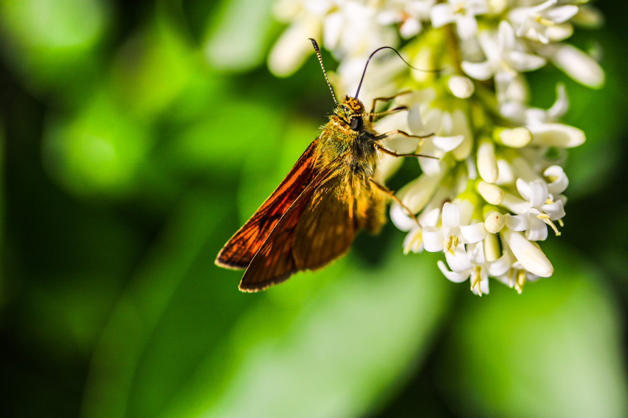 Canon EF-S 60mm F2.8 Macro USM sample photo. Untitled photography