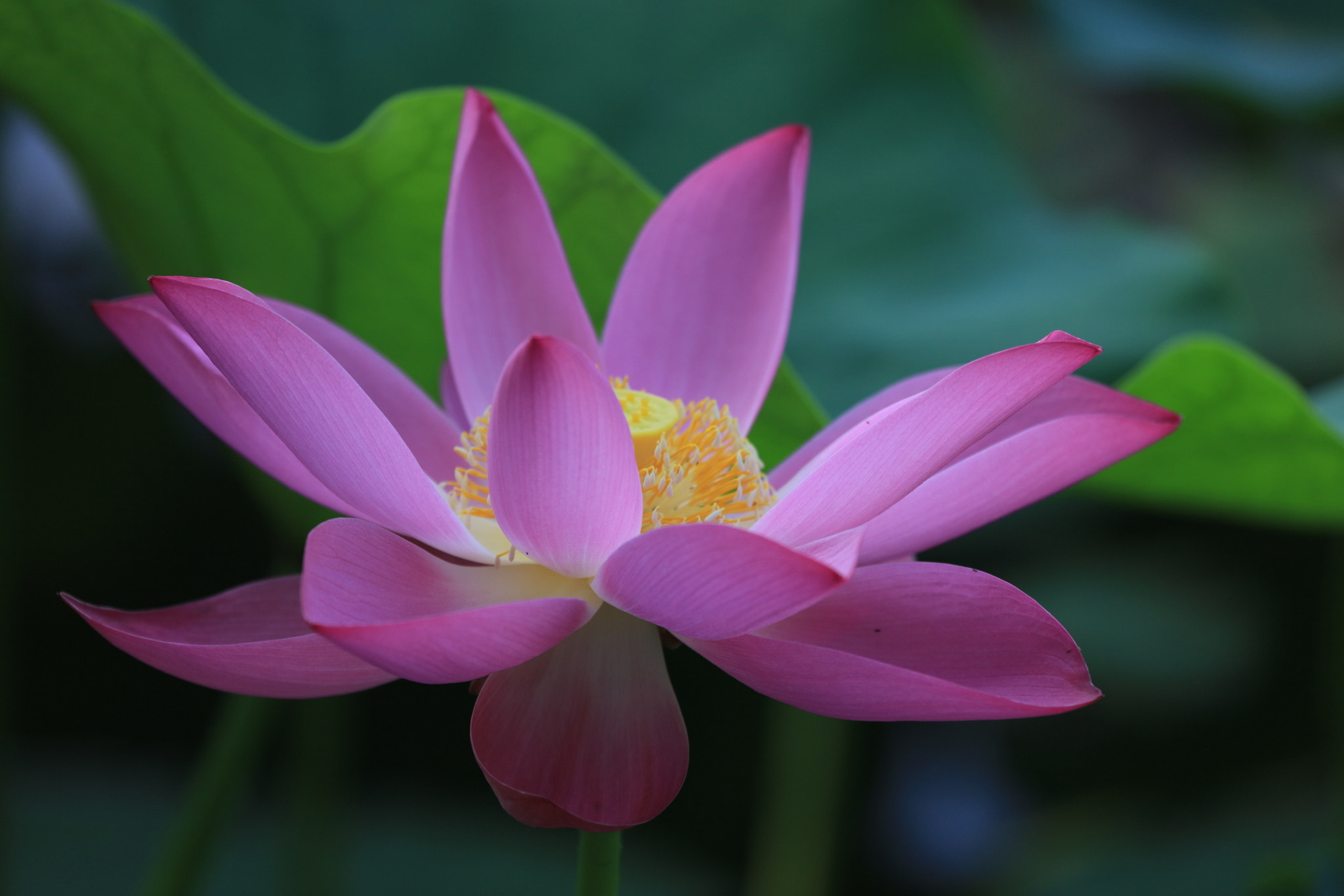 Canon EF 100-400mm F4.5-5.6L IS USM sample photo