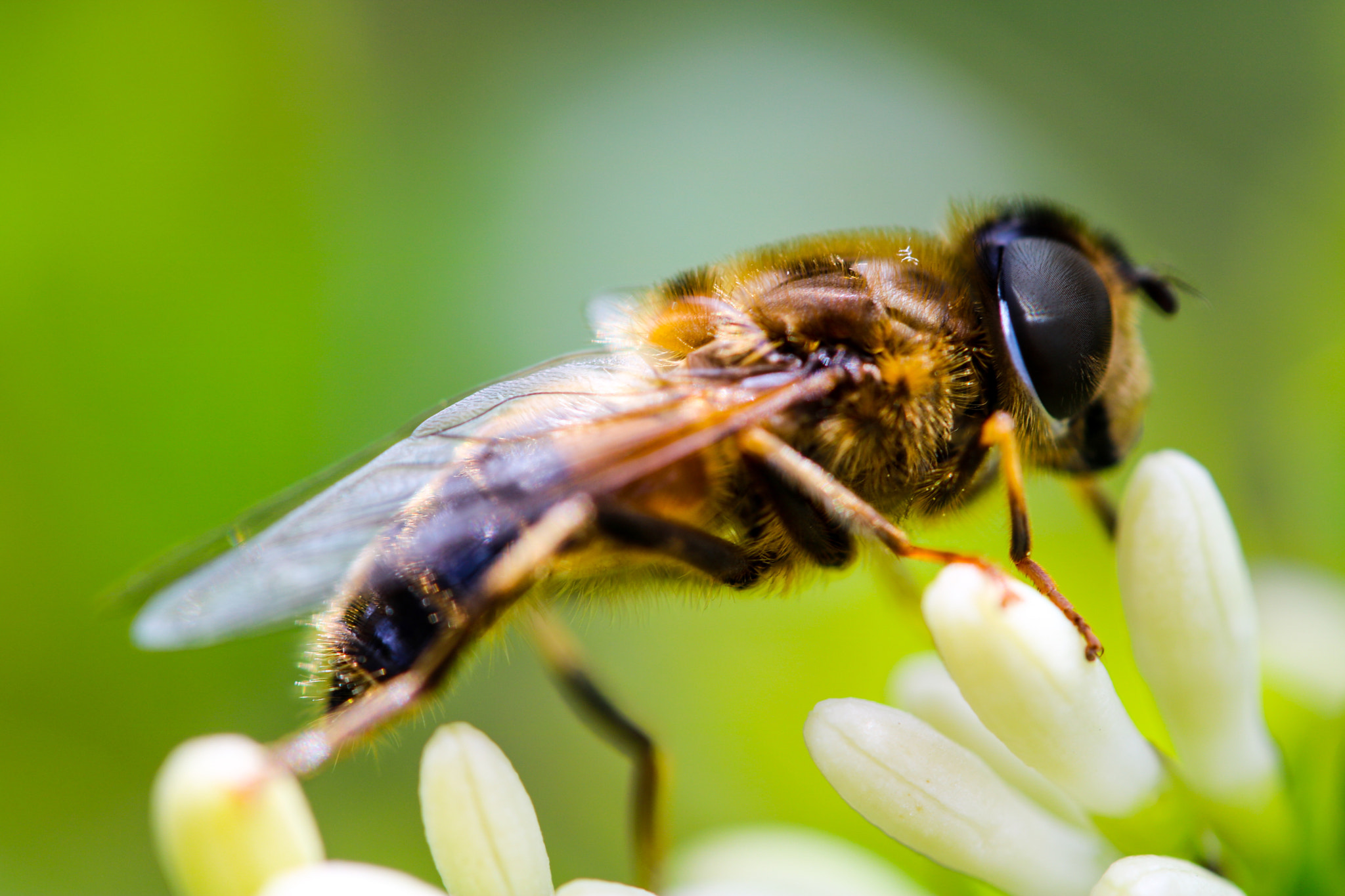 Canon EF-S 60mm F2.8 Macro USM sample photo. Untitled photography