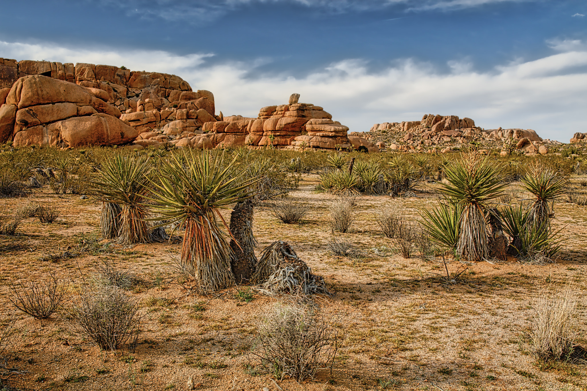 Sigma 35mm F1.4 DG HSM Art sample photo. Joshua tree sunset photography