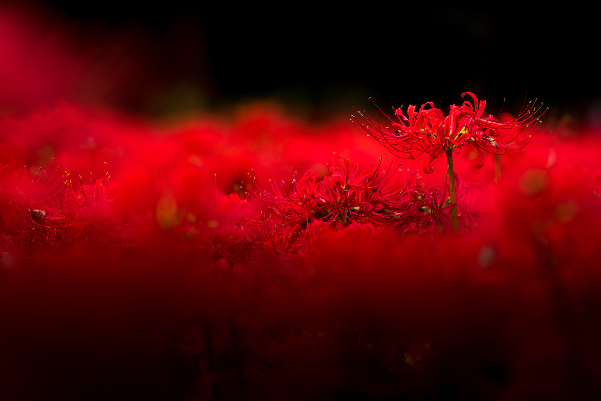 Sony Sonnar T* 135mm F1.8 ZA sample photo. Red garden photography