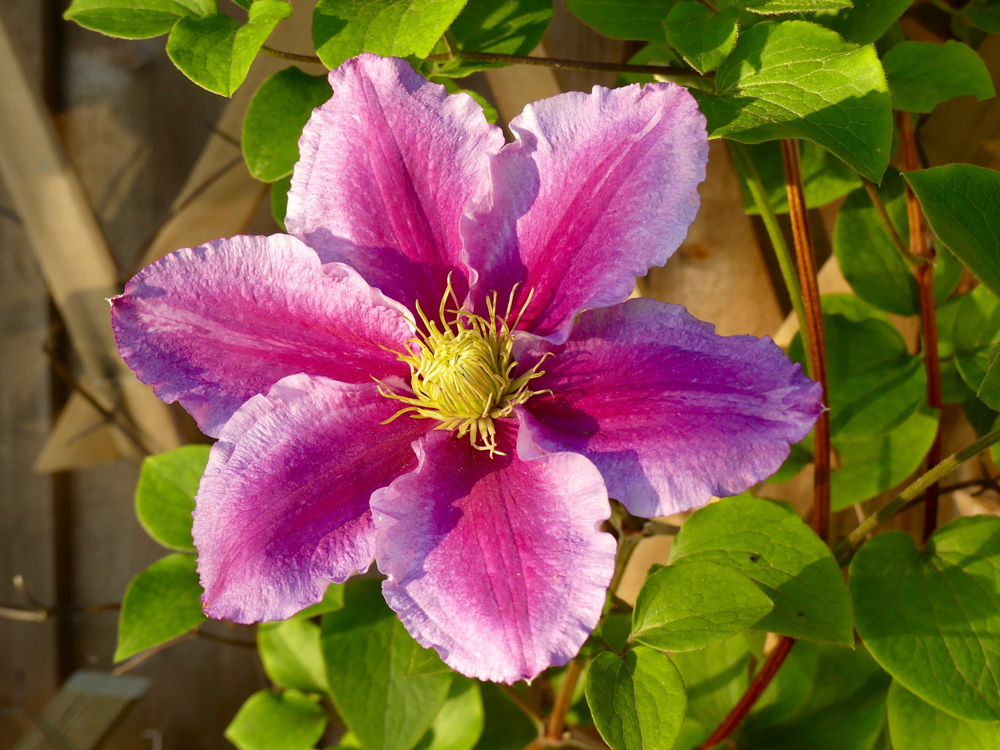 Panasonic DMC-FZ330 sample photo. Clematis photography