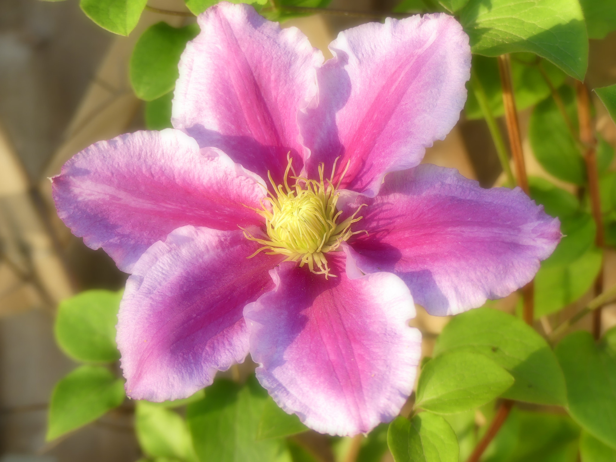 Panasonic DMC-FZ330 sample photo. Soft clematis photography