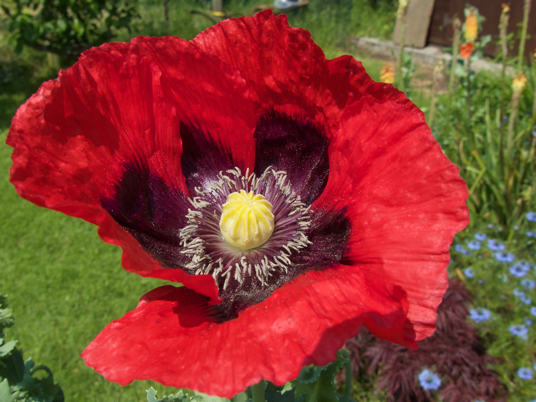 Panasonic DMC-FZ330 sample photo. Poppy photography