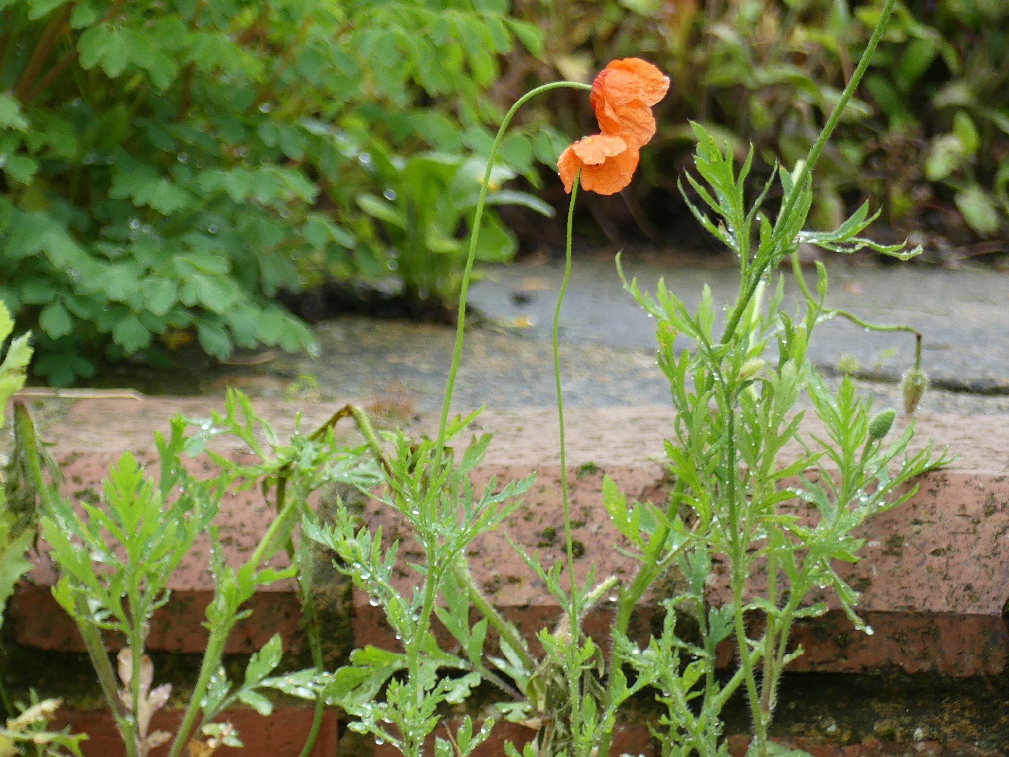 Panasonic DMC-FZ330 sample photo. Poppies photography