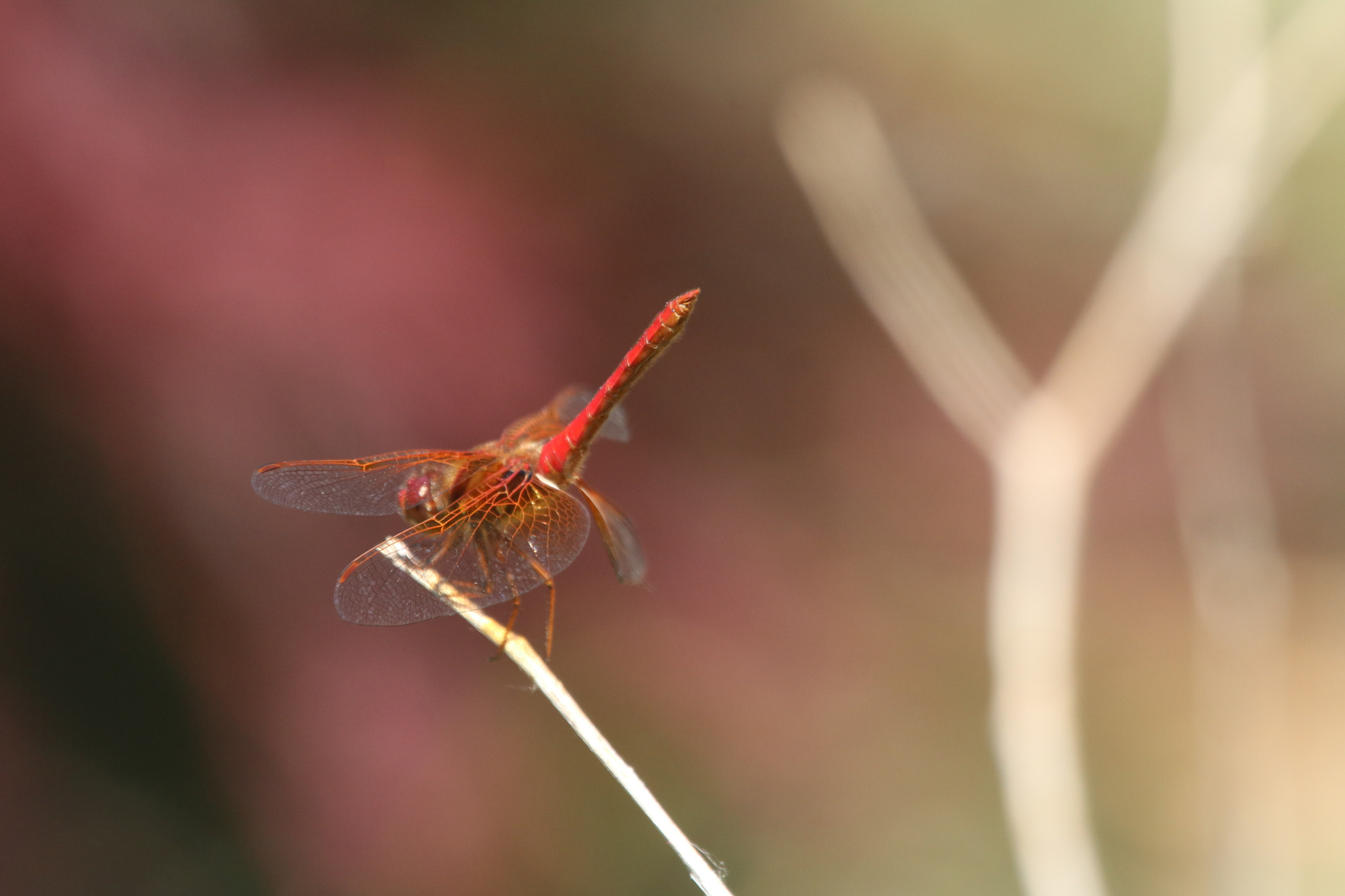 Canon EOS 760D (EOS Rebel T6s / EOS 8000D) + Canon EF 100-400mm F4.5-5.6L IS USM sample photo. Red dragonfly photography