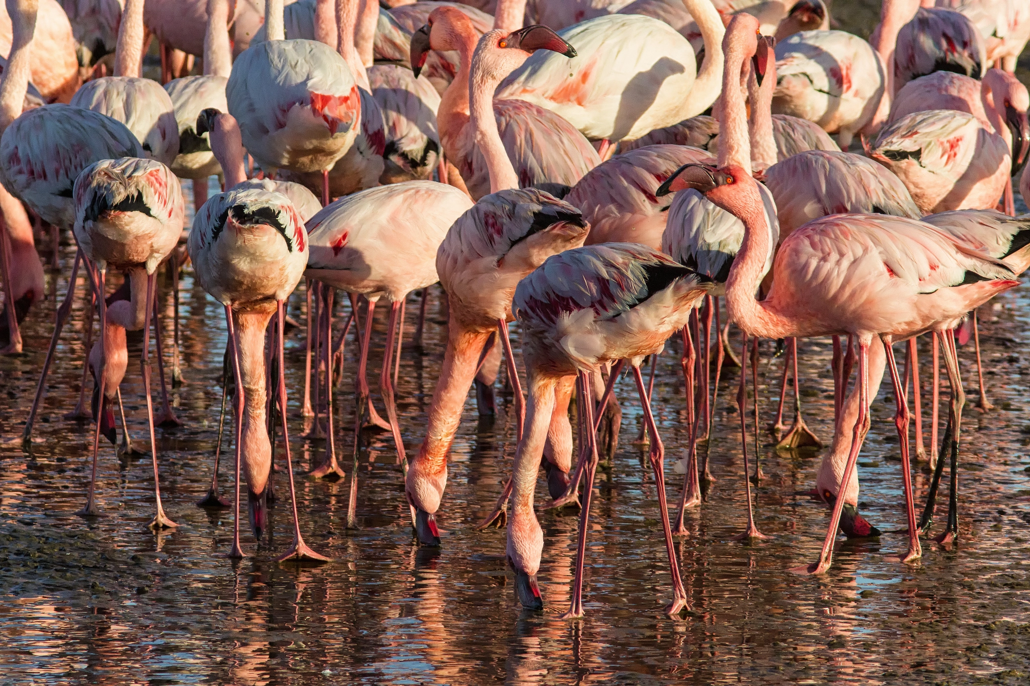 Canon EF 300mm F4L IS USM sample photo. Feeding frenzy photography