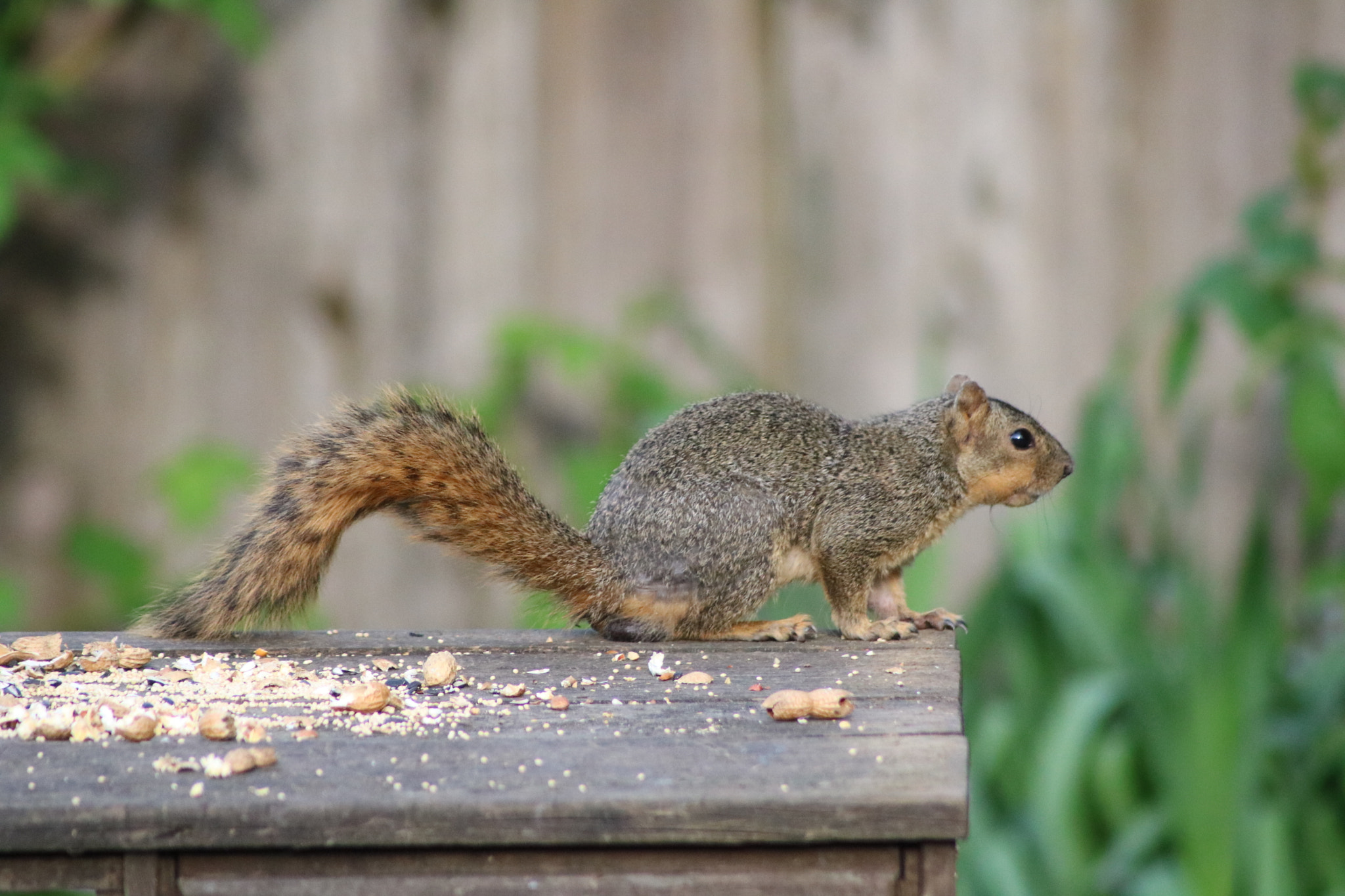 Canon EOS 760D (EOS Rebel T6s / EOS 8000D) + Canon EF 70-210mm f/3.5-4.5 USM sample photo. Backyard friend photography