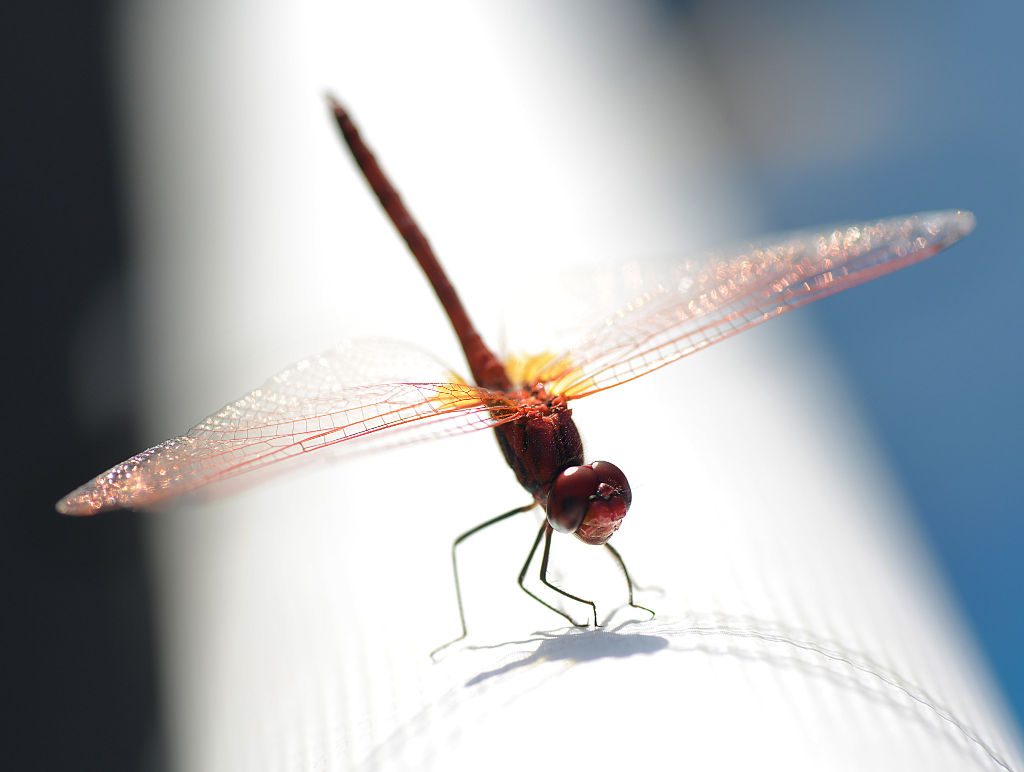 Nikon D800E sample photo. Dragonfly_red photography
