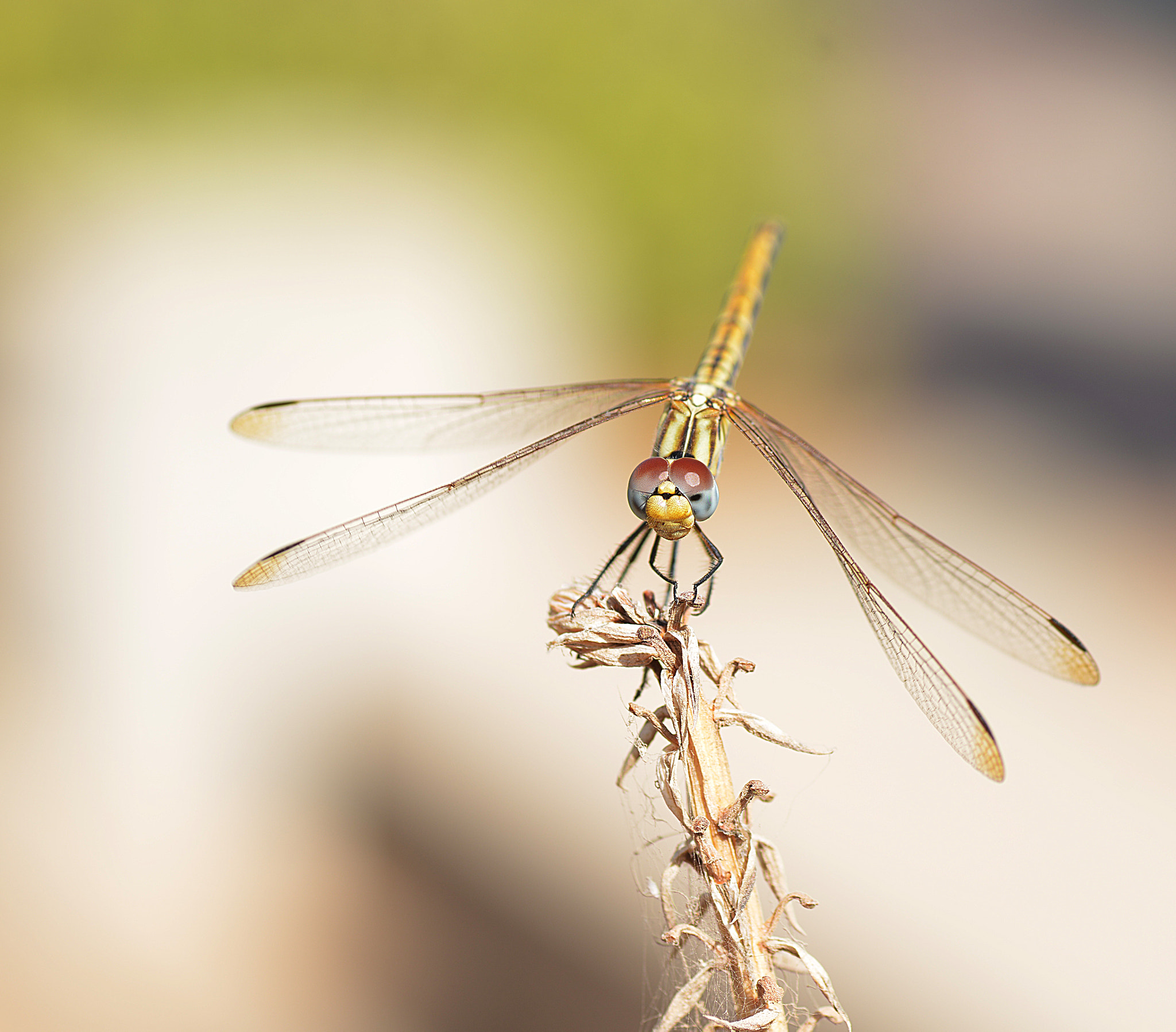 Nikon D800E sample photo. Dragonfly_2 photography