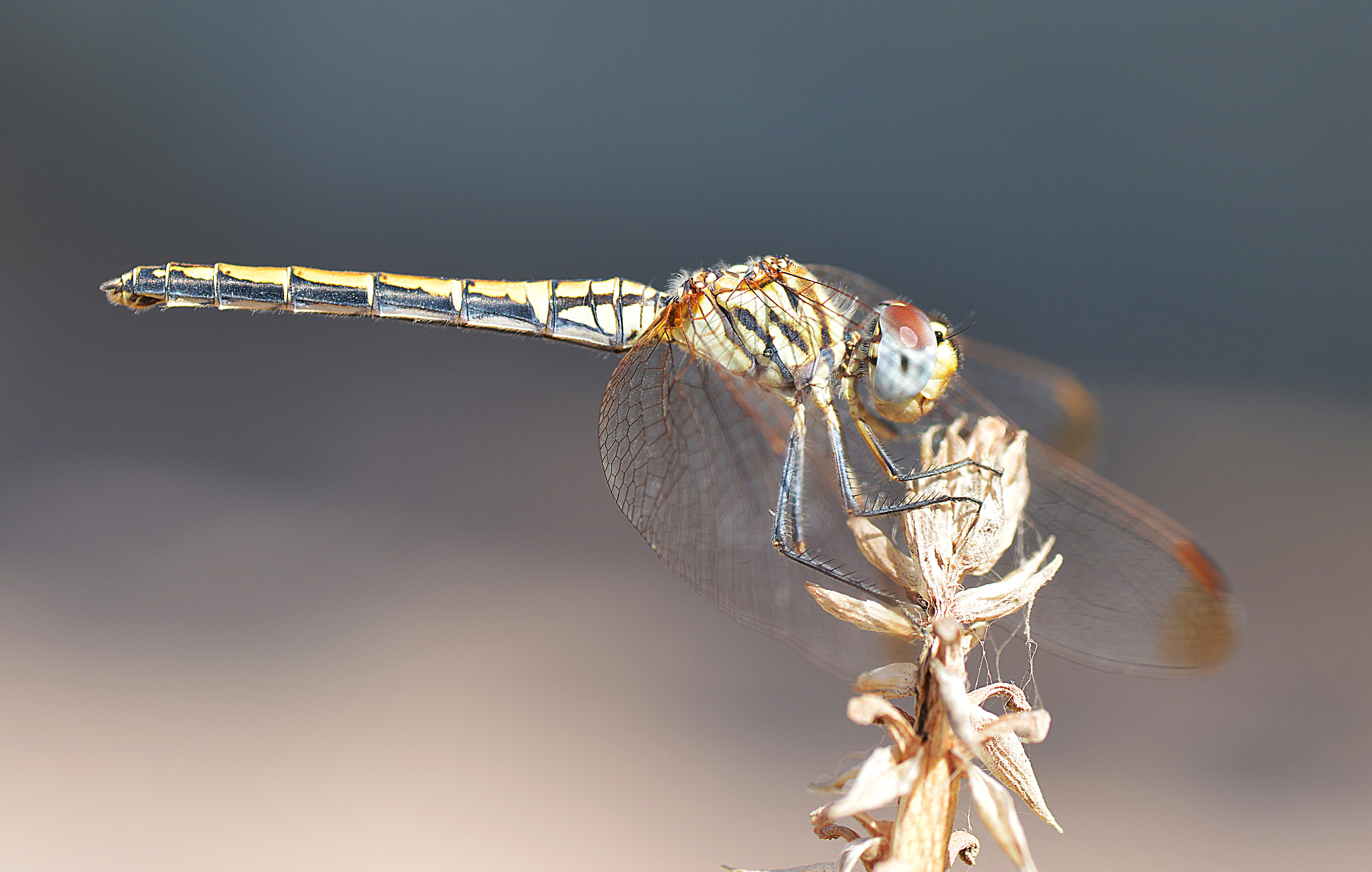 Nikon D800E sample photo. Dragonfly_3 photography