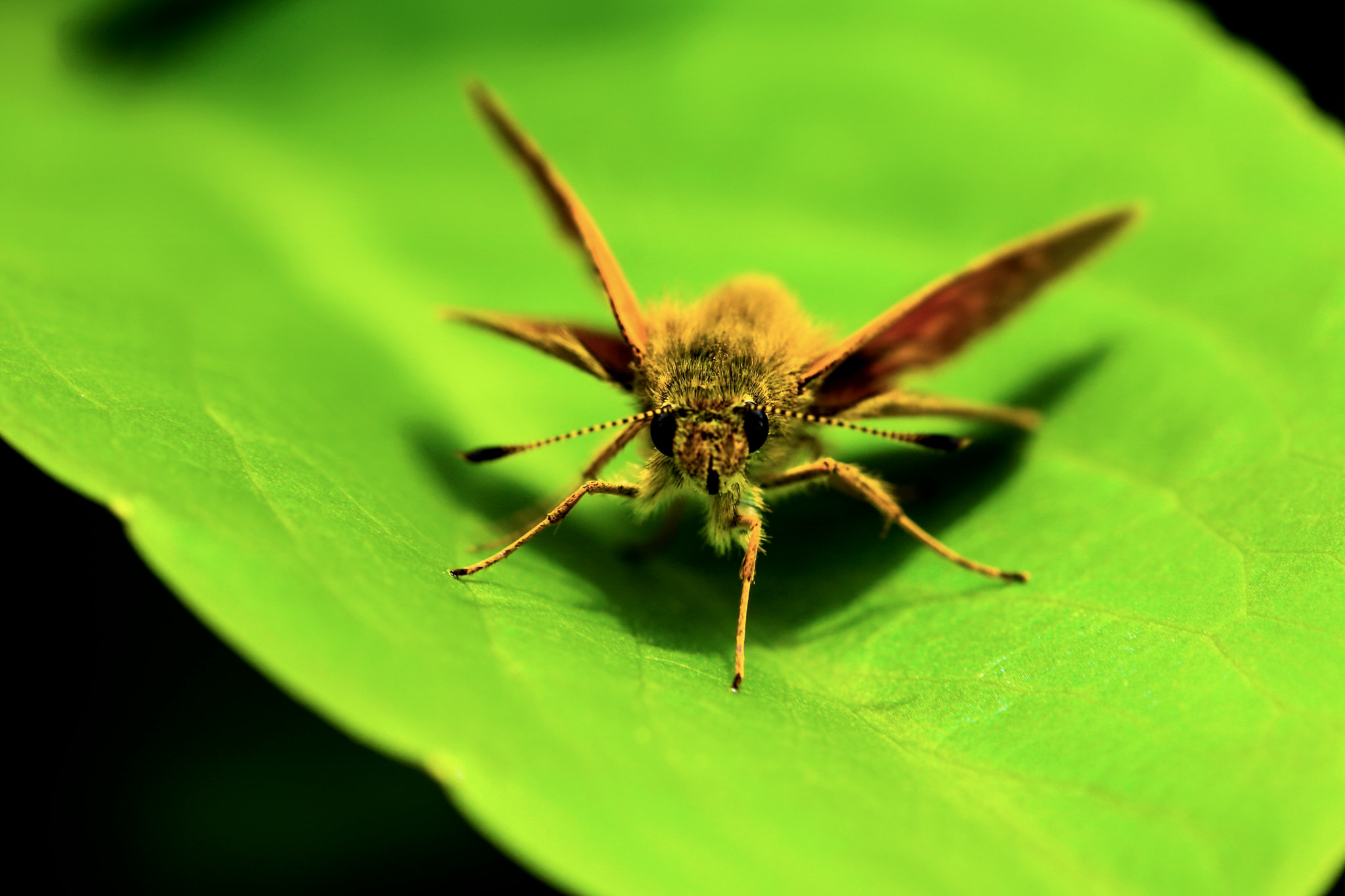 Canon EF-S 60mm F2.8 Macro USM sample photo. Untitled photography