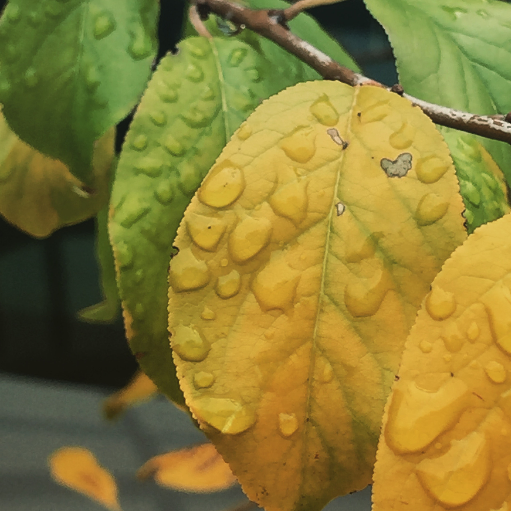 Apple iPhone7,1 sample photo. Winter rain on autumn leaves in my backyard, captured on an iphone. photography