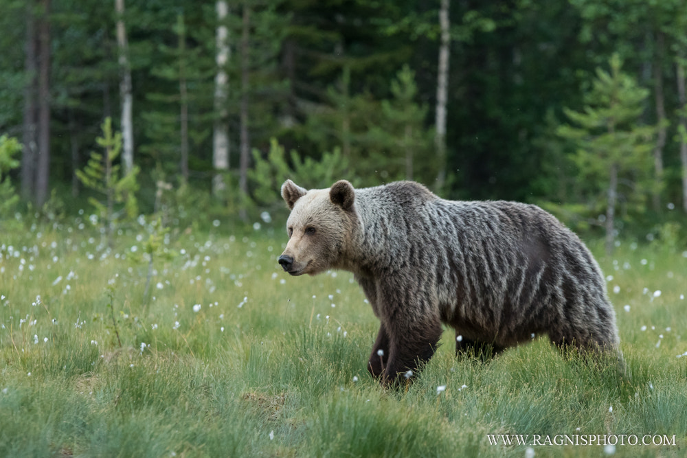 Nikon D500 + Sigma 70-200mm F2.8 EX DG OS HSM sample photo. Brown bear in finnish taiga photography