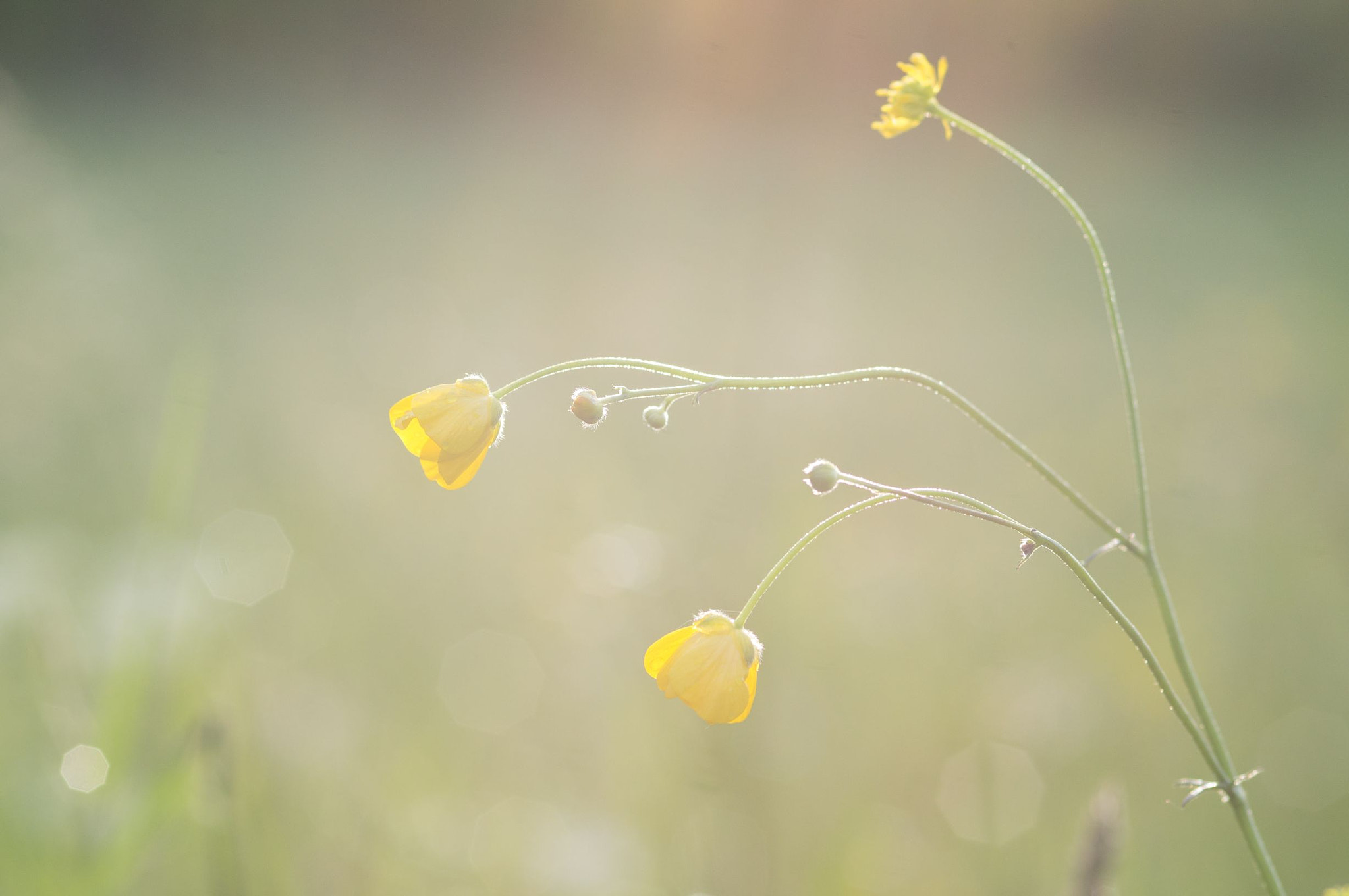 Sigma 30mm F1.4 EX DC HSM sample photo. Hahnenfuss photography