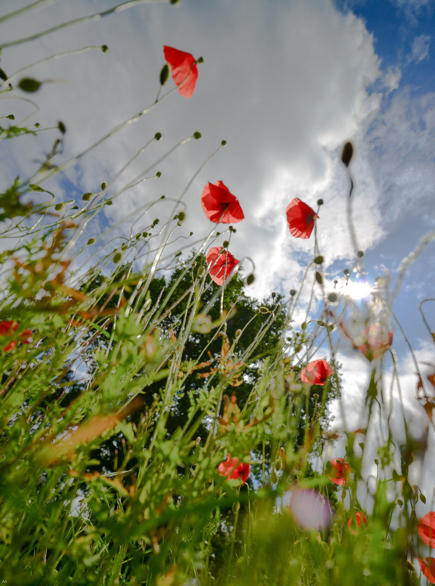 Nikon D800 + ZEISS Distagon T* 15mm F2.8 sample photo. Poppy.2 photography