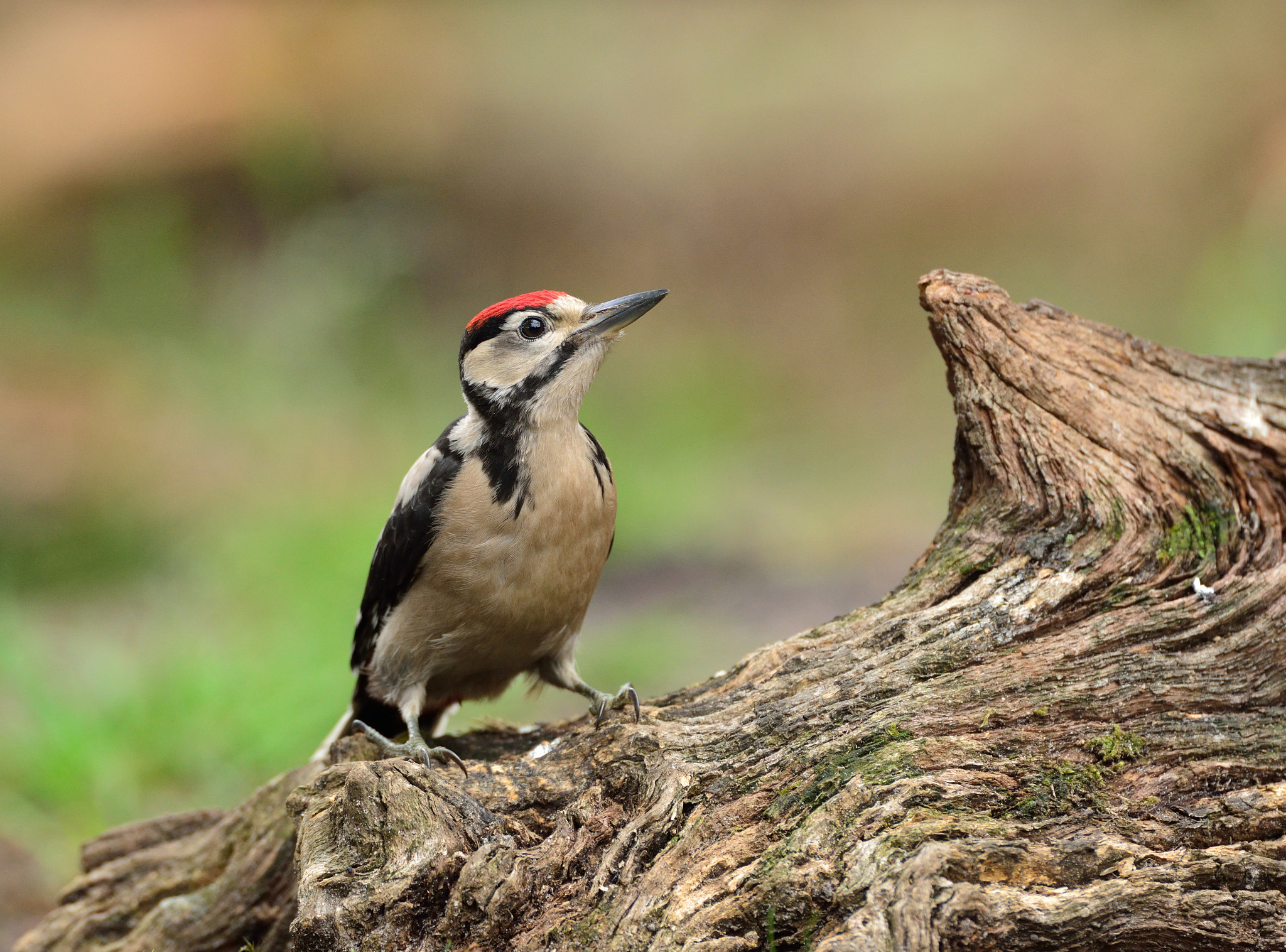 Nikon D600 + AF-S Nikkor 600mm f/4D IF-ED sample photo. Grote bonte specht photography