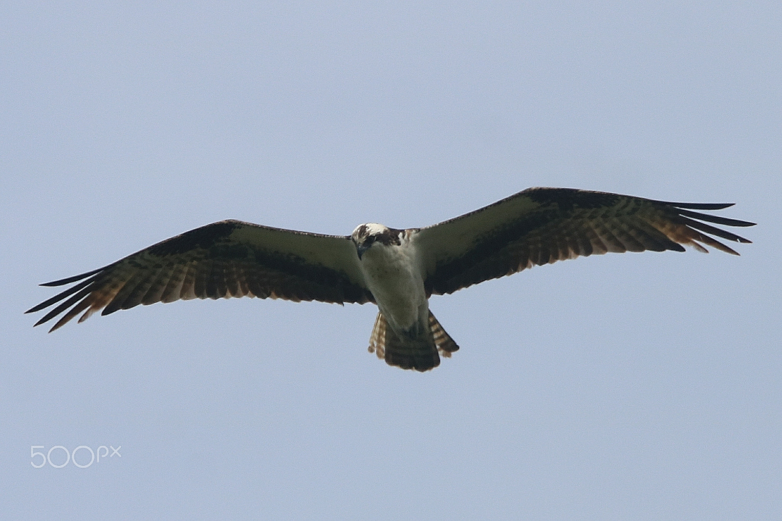 Canon EF 100-400mm F4.5-5.6L IS USM sample photo. Osprey in flight photography