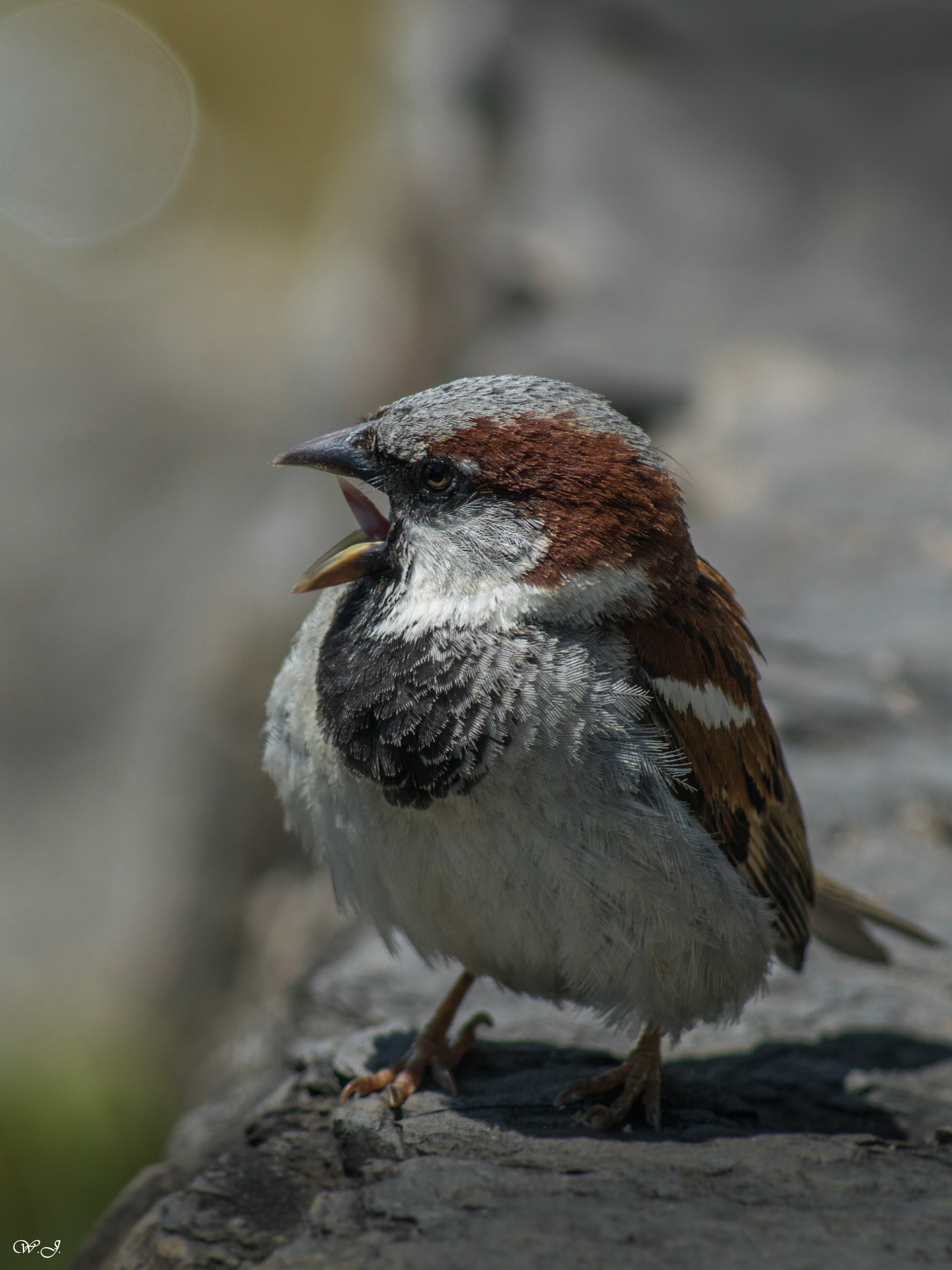 Sony 75-300mm F4.5-5.6 sample photo. Sing out loud photography