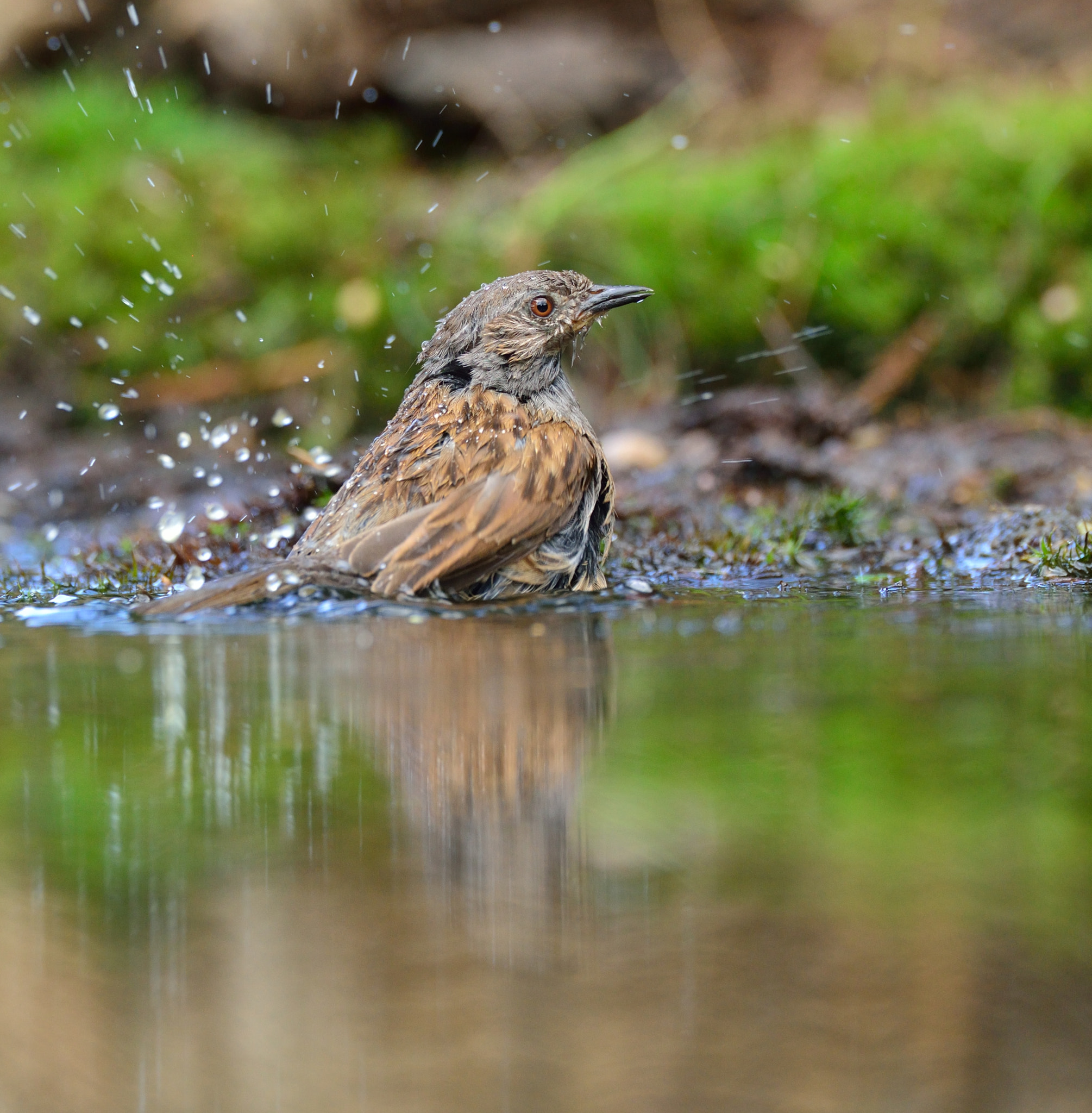 AF-S Nikkor 600mm f/4D IF-ED sample photo. Heggenmus photography