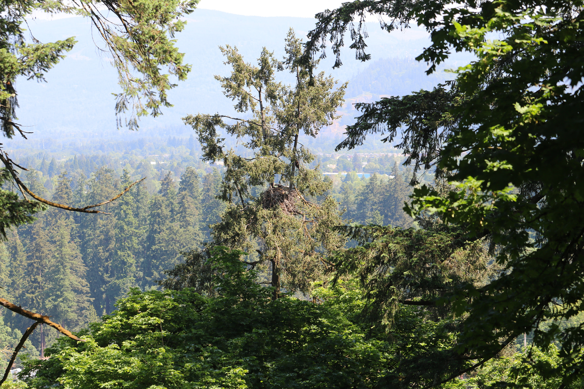 Canon EOS 760D (EOS Rebel T6s / EOS 8000D) sample photo. Eagle nest overlooking eugene oregon photography