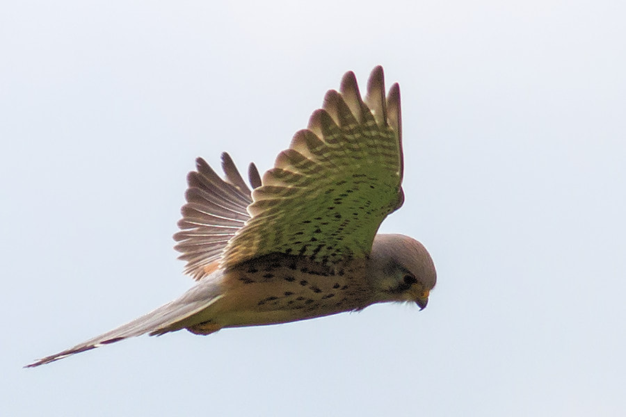 Canon EF 300mm F4L IS USM sample photo. Turmfalke photography