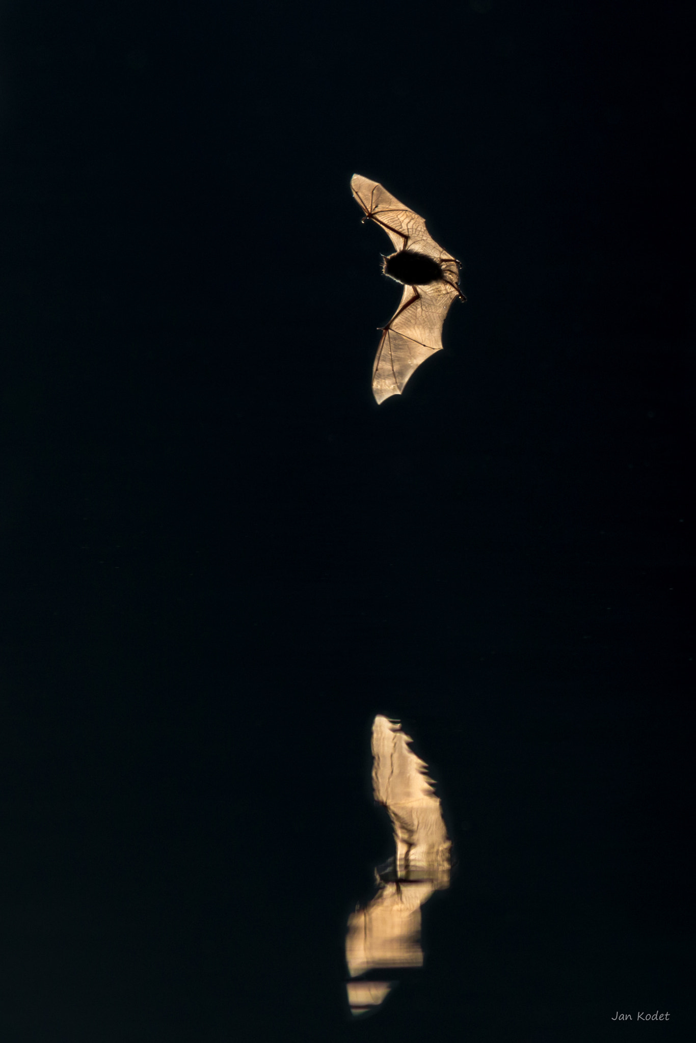 Canon EF 300mm F4L IS USM sample photo. Flying bat photography