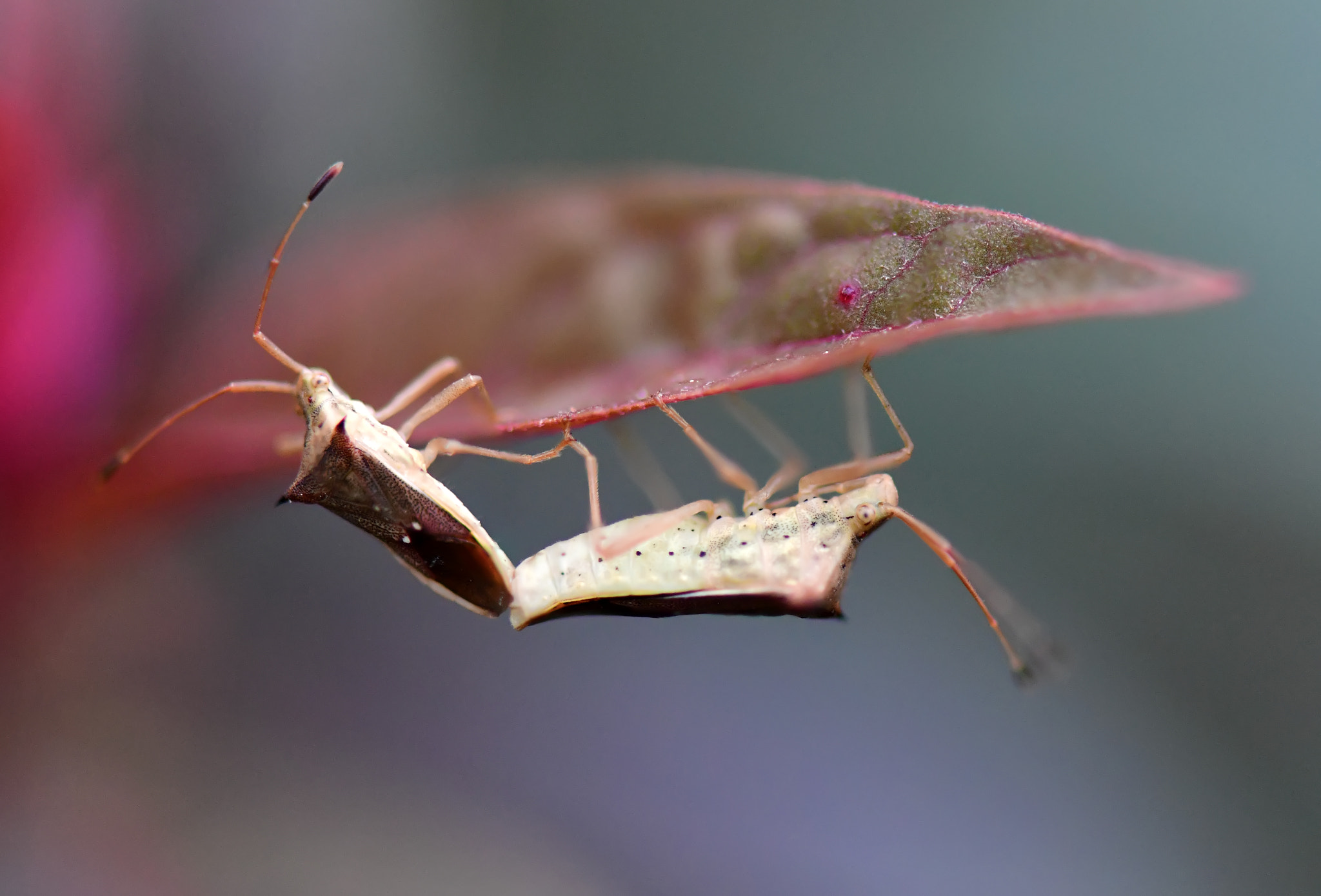 Nikon D5 sample photo. Mating... photography
