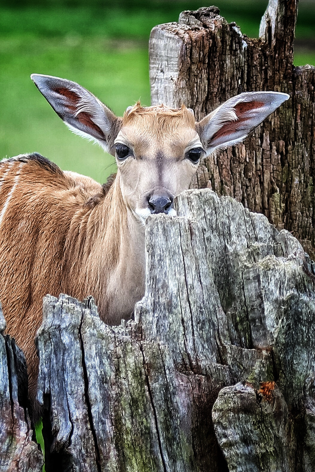 Canon EOS 5DS R sample photo. Safari photography