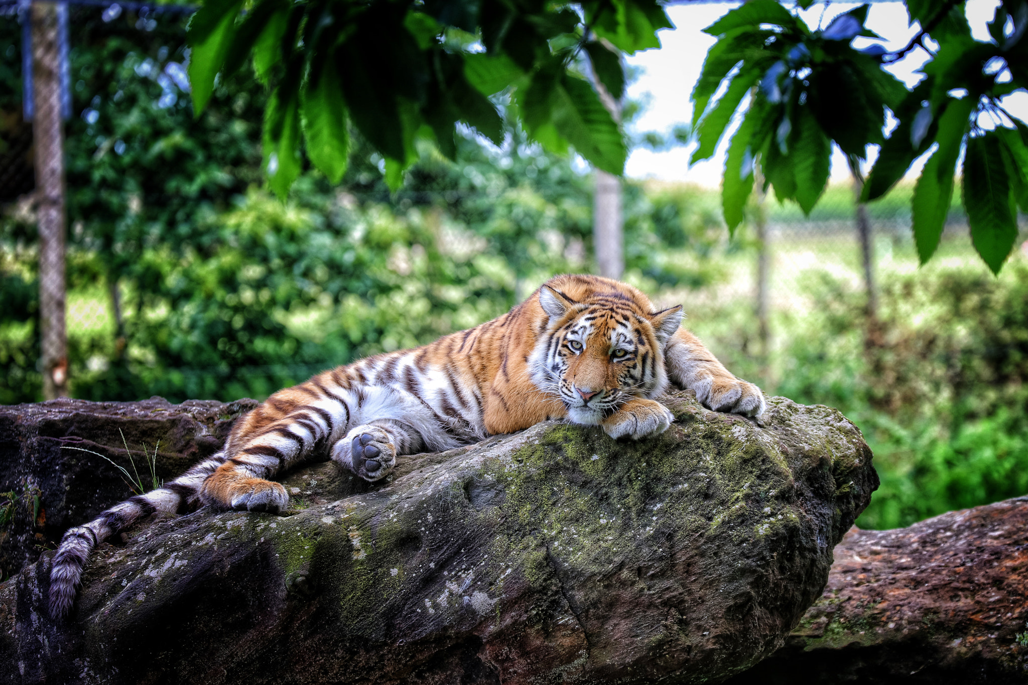 Canon EF 70-300mm F4-5.6L IS USM sample photo. Safari photography