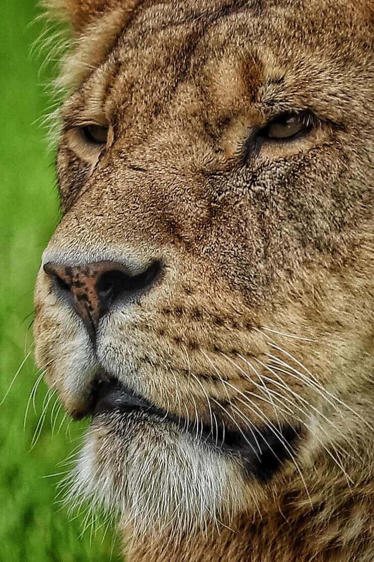 Canon EF 70-300mm F4-5.6L IS USM sample photo. Safari photography