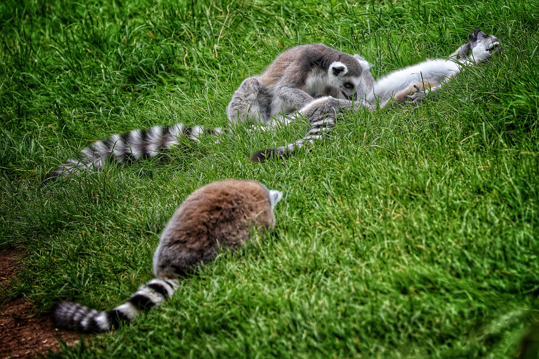 Canon EF 70-300mm F4-5.6L IS USM sample photo. Safari photography