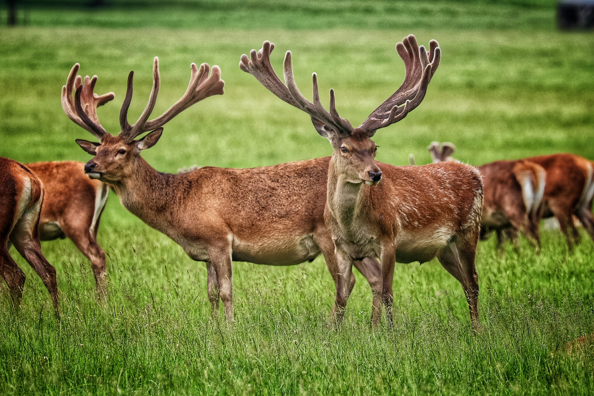 Canon EF 70-300mm F4-5.6L IS USM sample photo. Safari photography