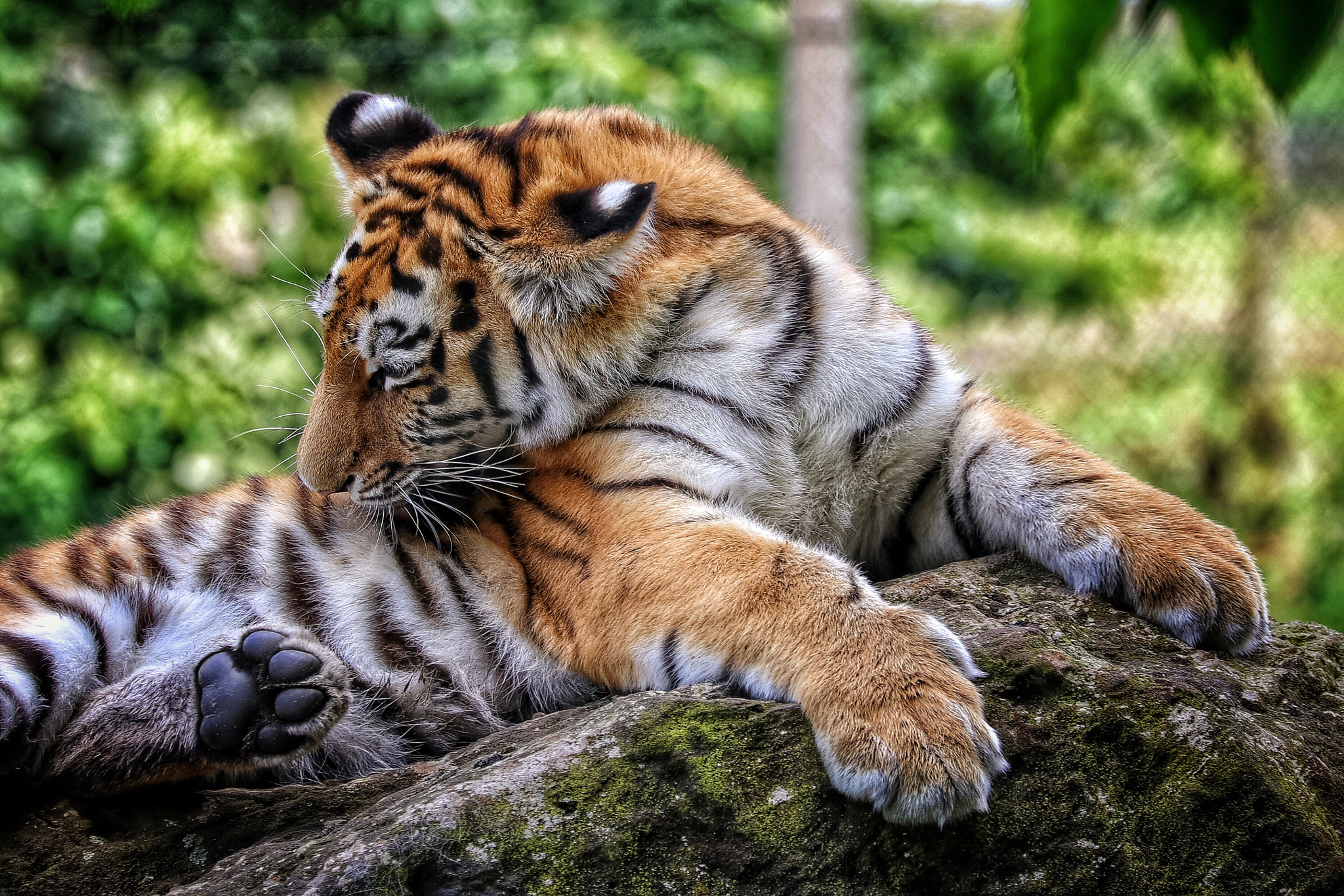 Canon EF 70-300mm F4-5.6L IS USM sample photo. Safari photography