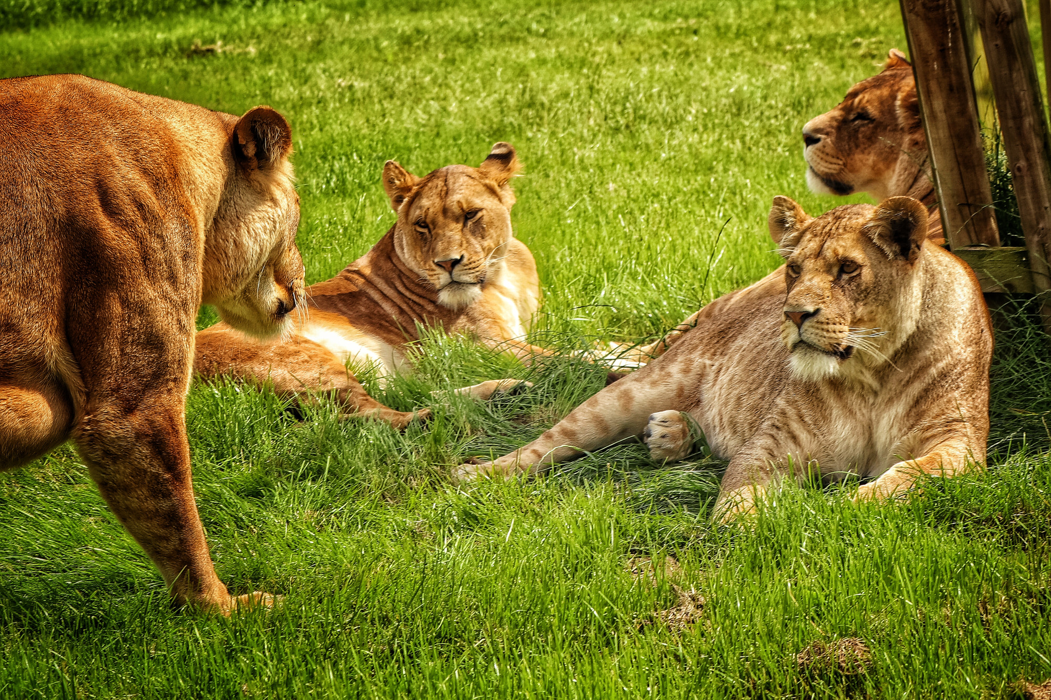 Canon EF 70-300mm F4-5.6L IS USM sample photo. Safari photography