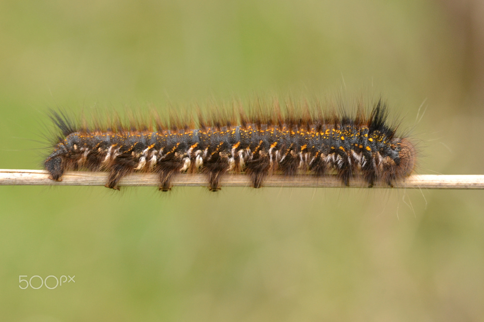 Nikon AF-S DX Micro-Nikkor 85mm F3.5G ED VR sample photo. Drinker (euthrix potatoria) photography