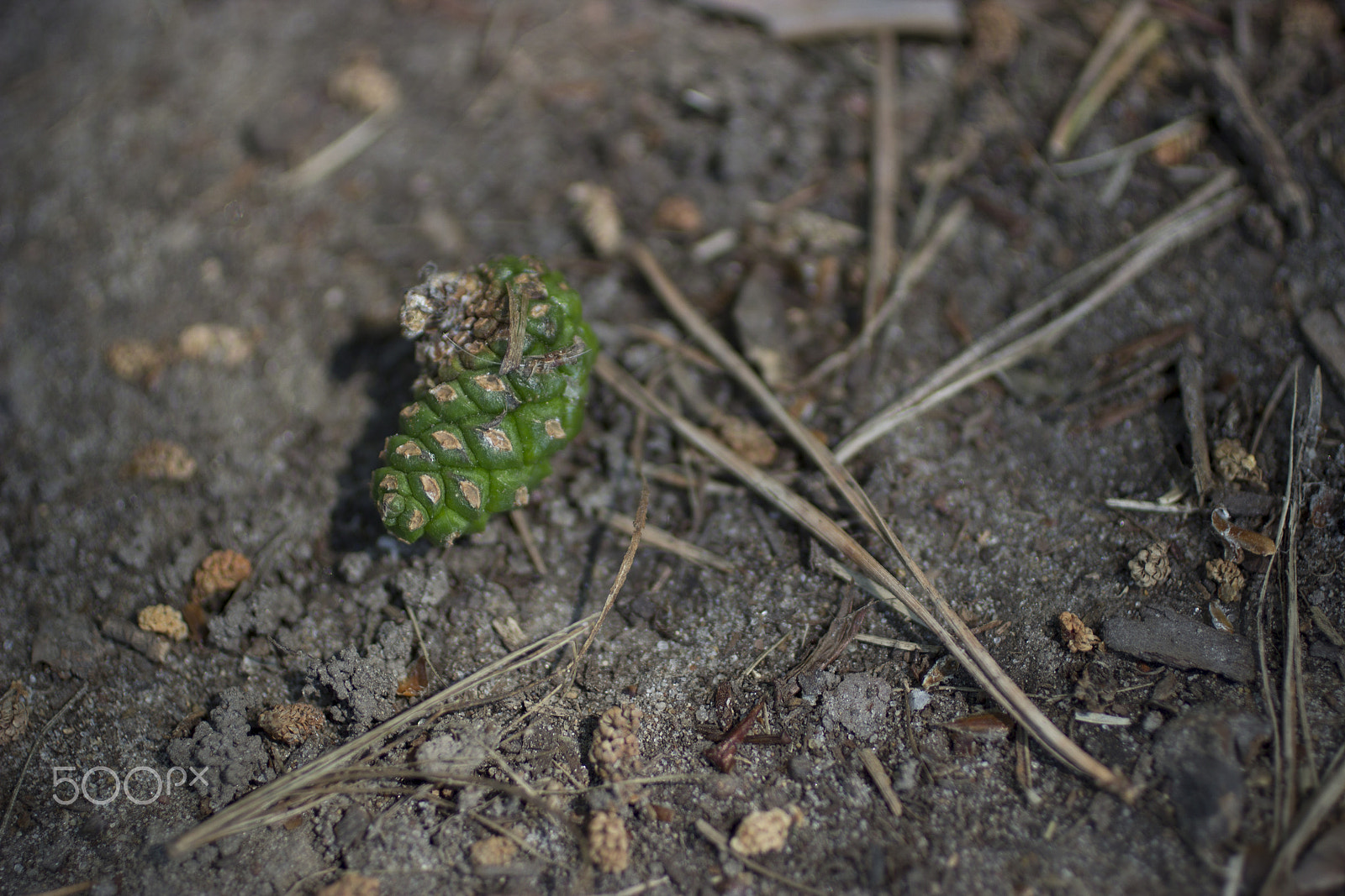 Canon EOS 600D (Rebel EOS T3i / EOS Kiss X5) + Canon EF 50mm F2.5 Macro sample photo. Pine-cones photography