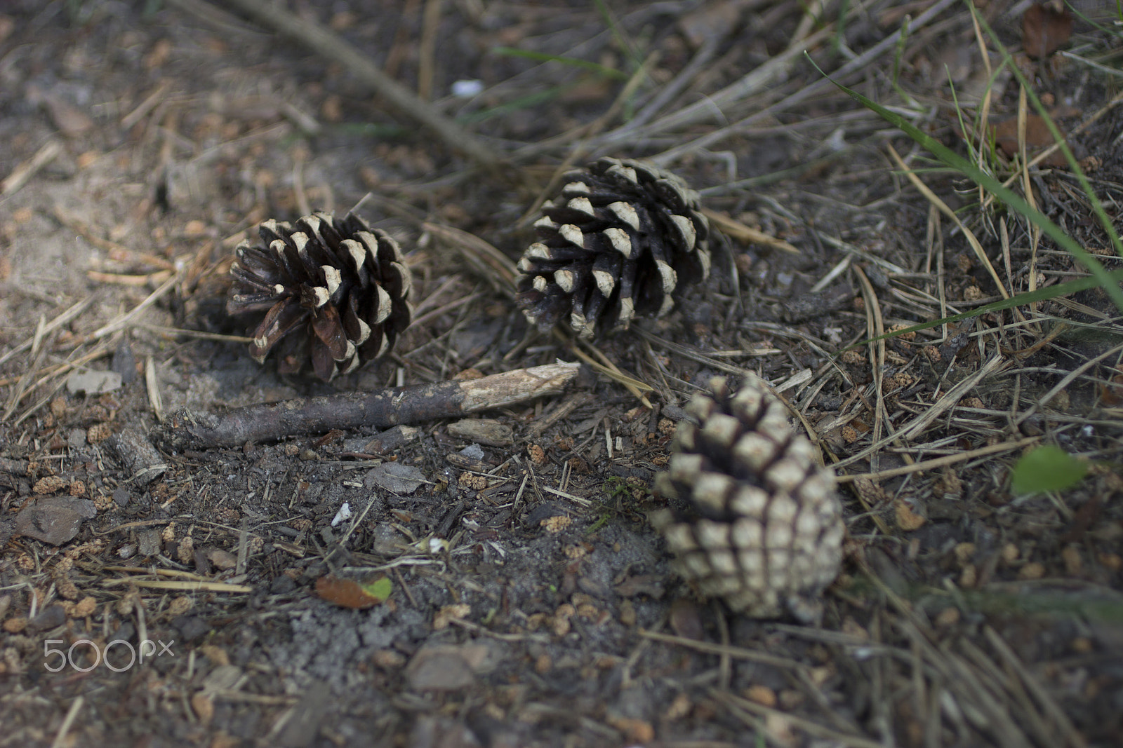 Canon EOS 600D (Rebel EOS T3i / EOS Kiss X5) + Canon EF 50mm F2.5 Macro sample photo. Pine-cones photography