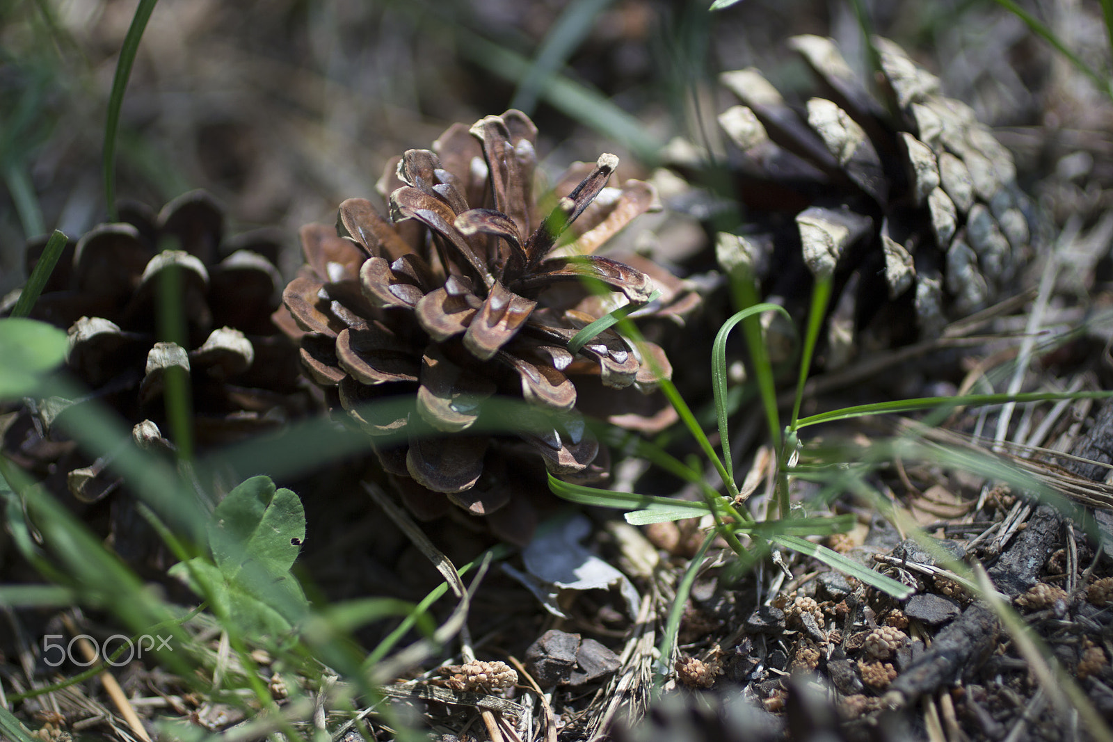 Canon EOS 600D (Rebel EOS T3i / EOS Kiss X5) + Canon EF 50mm F2.5 Macro sample photo. Pine-cones photography