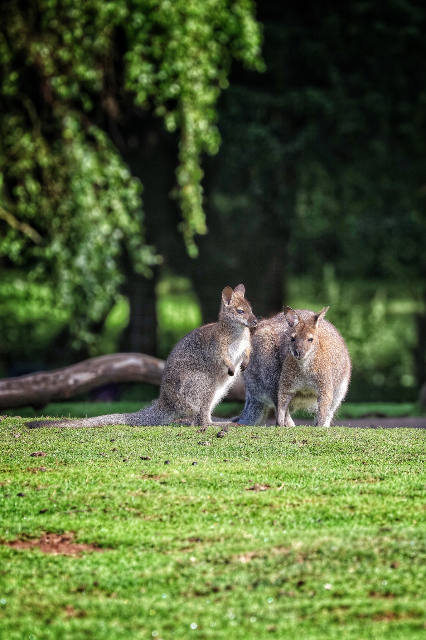 Canon EOS 5DS R + Canon EF 70-300mm F4-5.6L IS USM sample photo. Safari photography