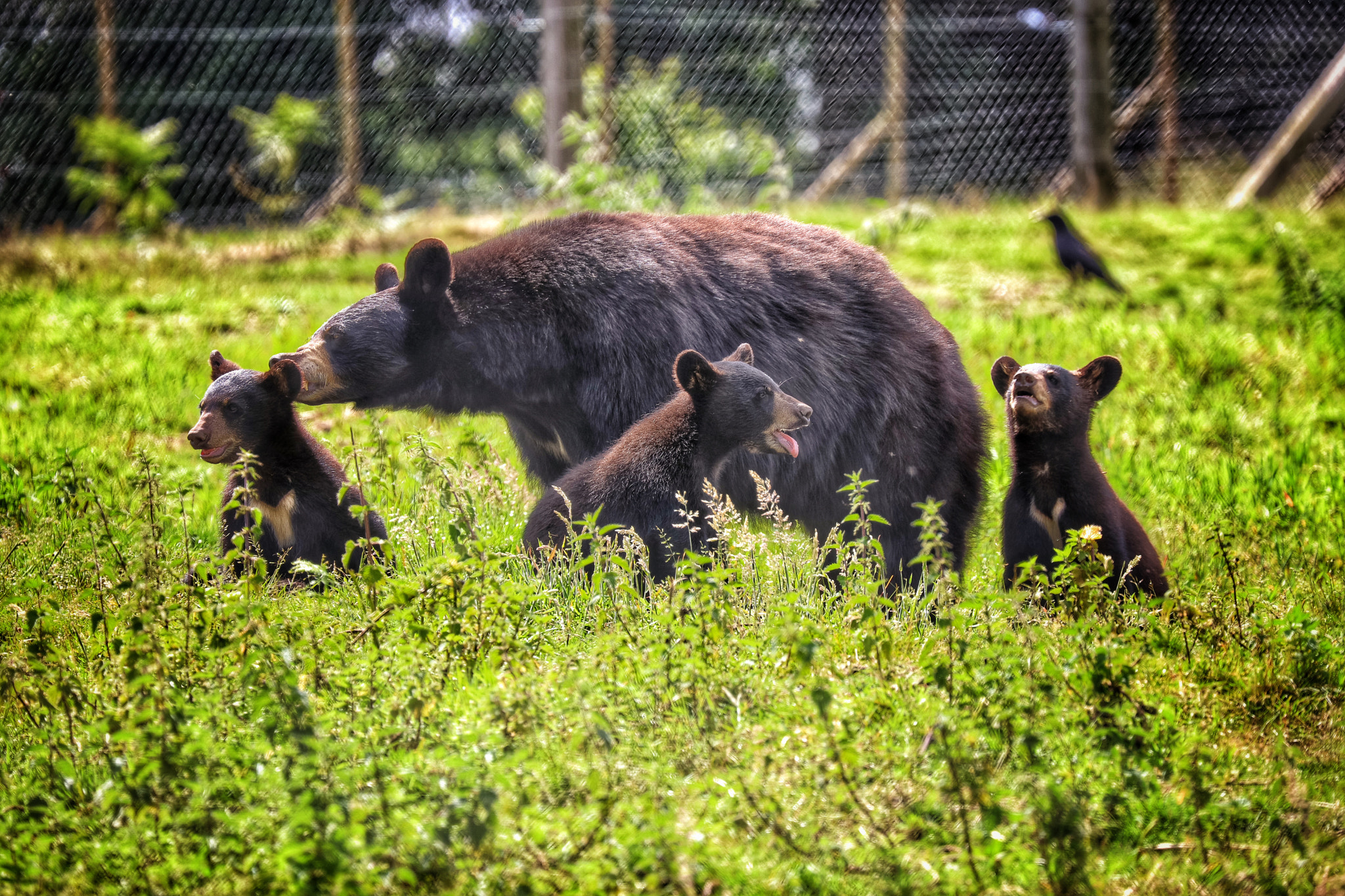 Canon EOS 5DS R + Canon EF 70-300mm F4-5.6L IS USM sample photo. Safari photography