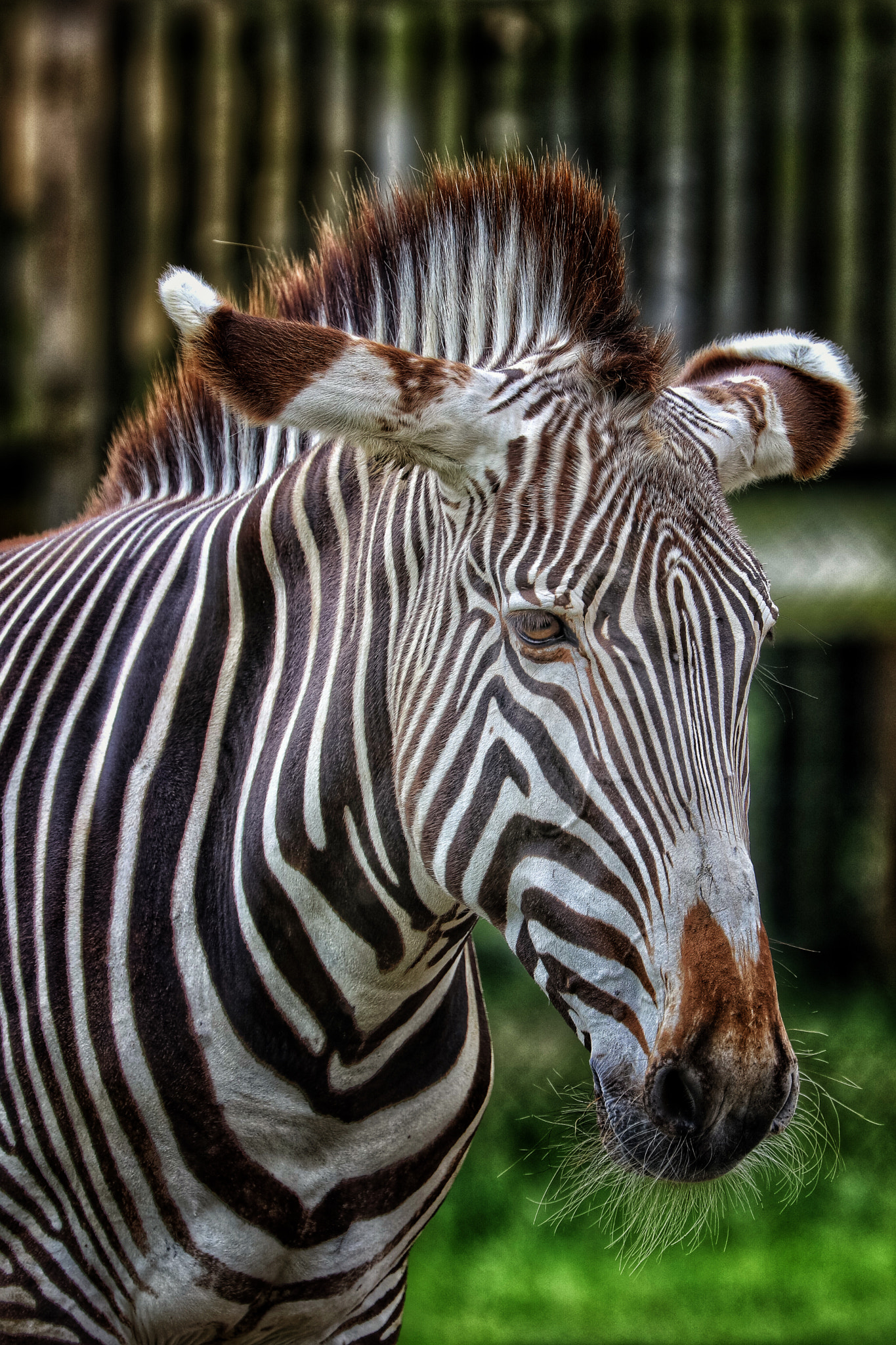 Canon EF 70-300mm F4-5.6L IS USM sample photo. Safari photography