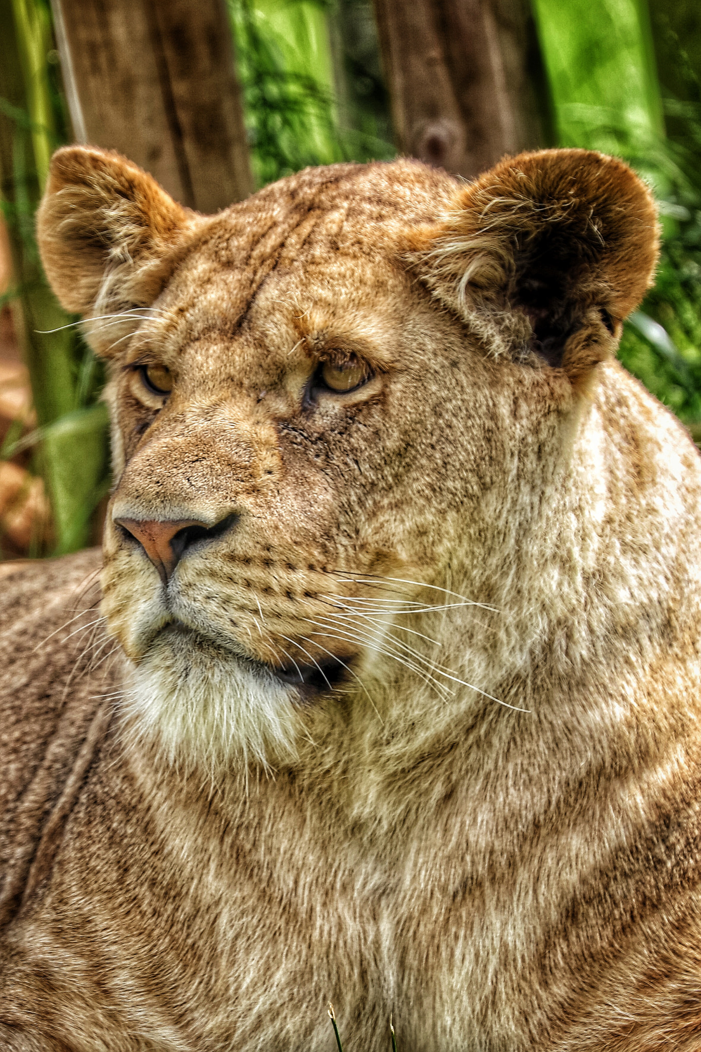 Canon EF 70-300mm F4-5.6L IS USM sample photo. Safari photography