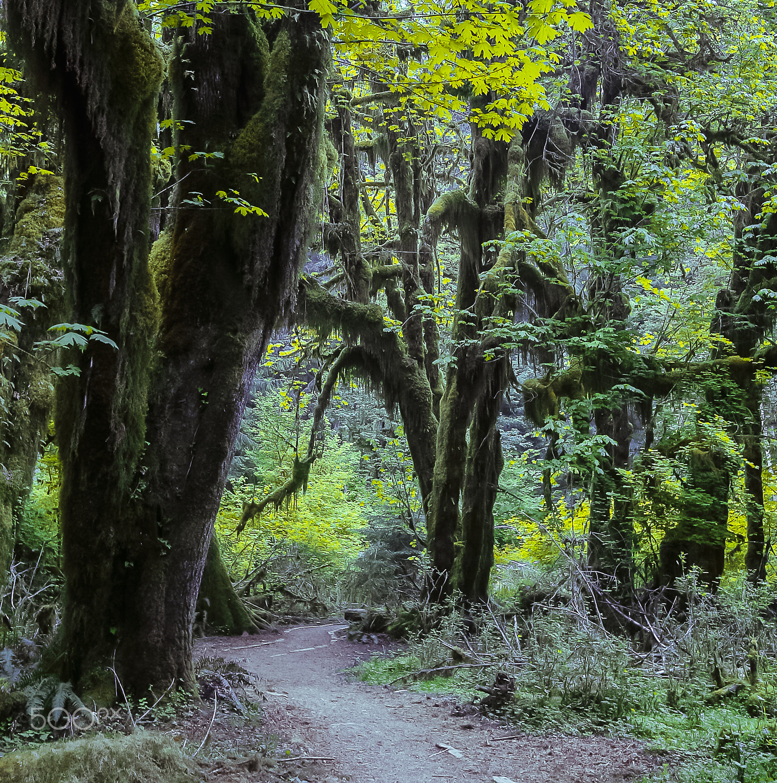 Canon EOS 30D + Canon EF-S 10-22mm F3.5-4.5 USM sample photo. The hoh rainforest 1 photography