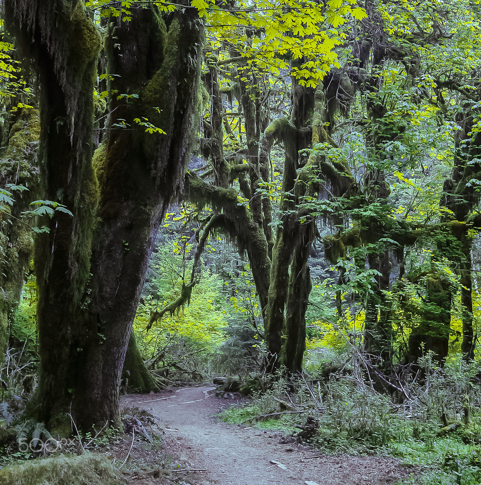 Canon EOS 30D sample photo. The hoh rainforest 1 photography