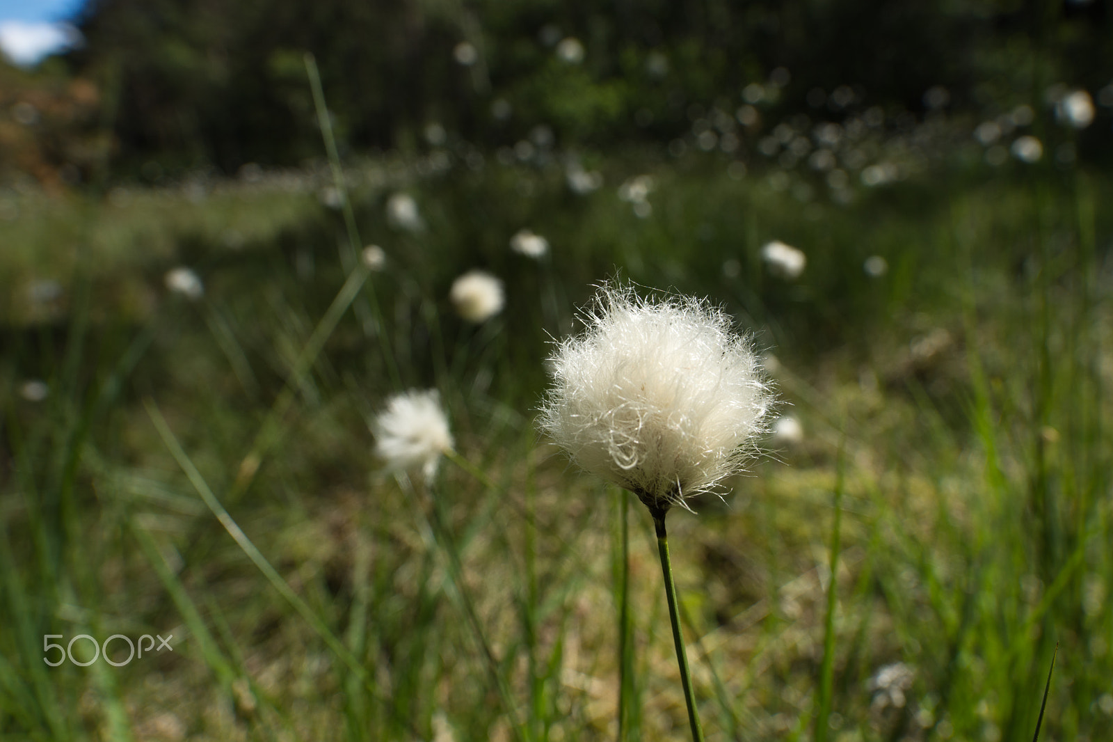 Nikon D7200 + Samyang 16mm F2 ED AS UMC CS sample photo. Eriophorum.jpg photography