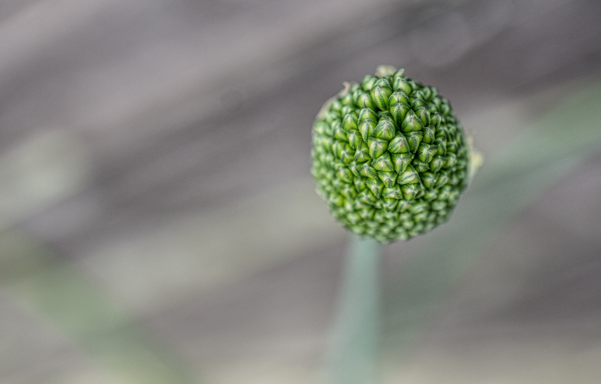 smc PENTAX-F MACRO 50mm F2.8 sample photo. Let a thousand flowers bloom photography